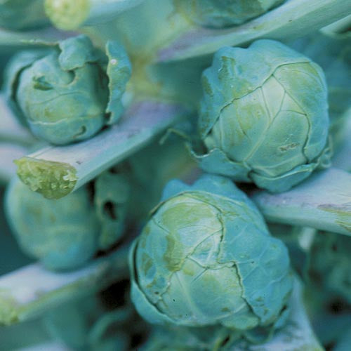 Brussels Sprouts (Long Island Improved)