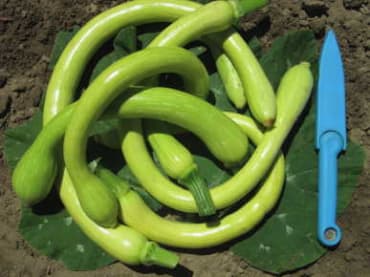 Zucchino Rampicante Squash