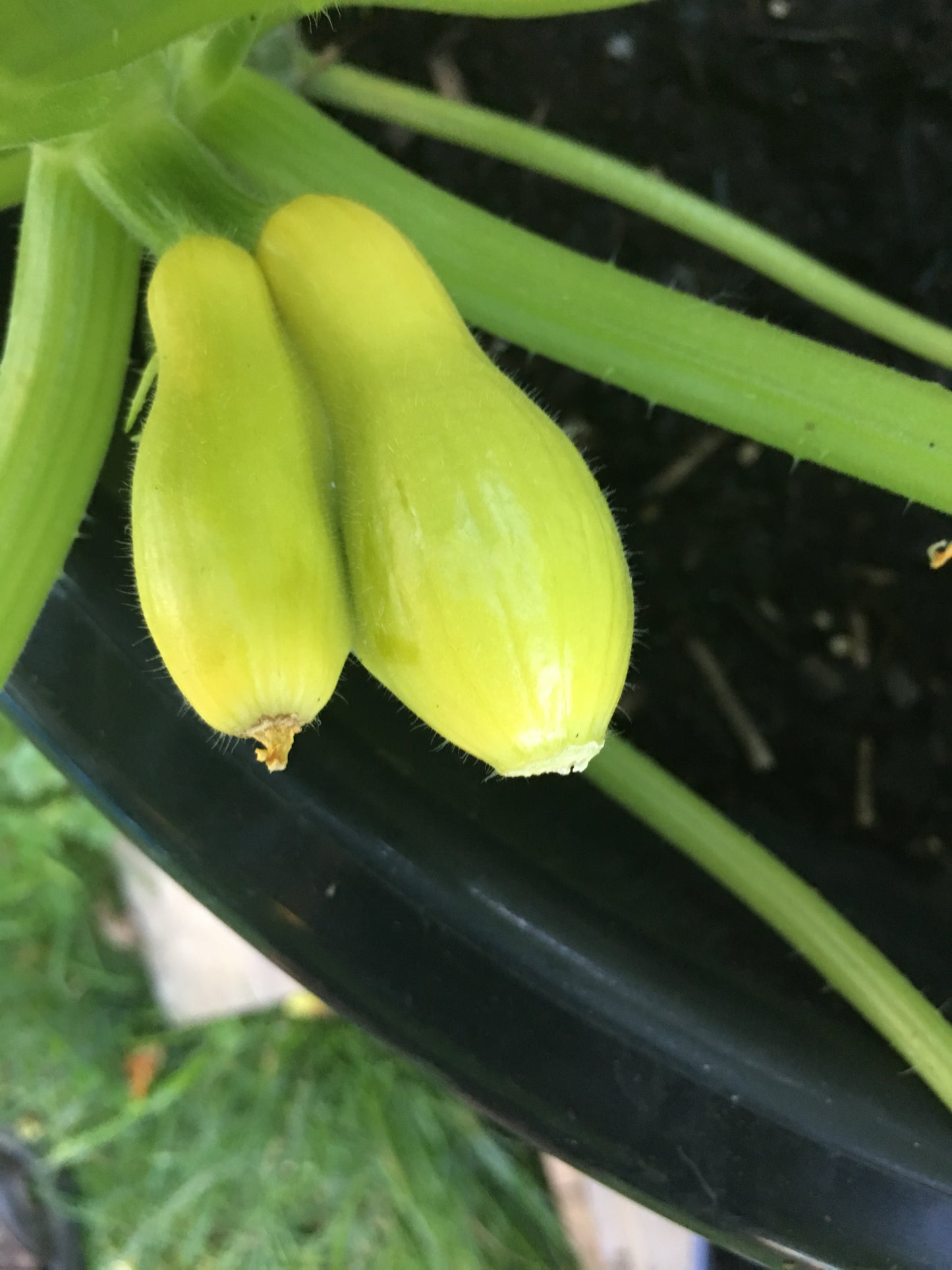 Summer Squash - Yellow Early Prolific Straightneck
