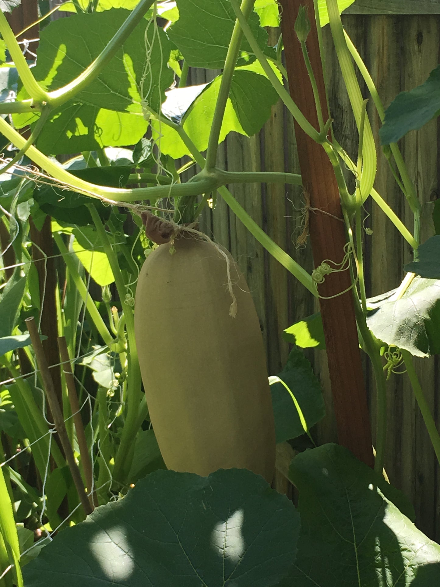 Spaghetti Squash