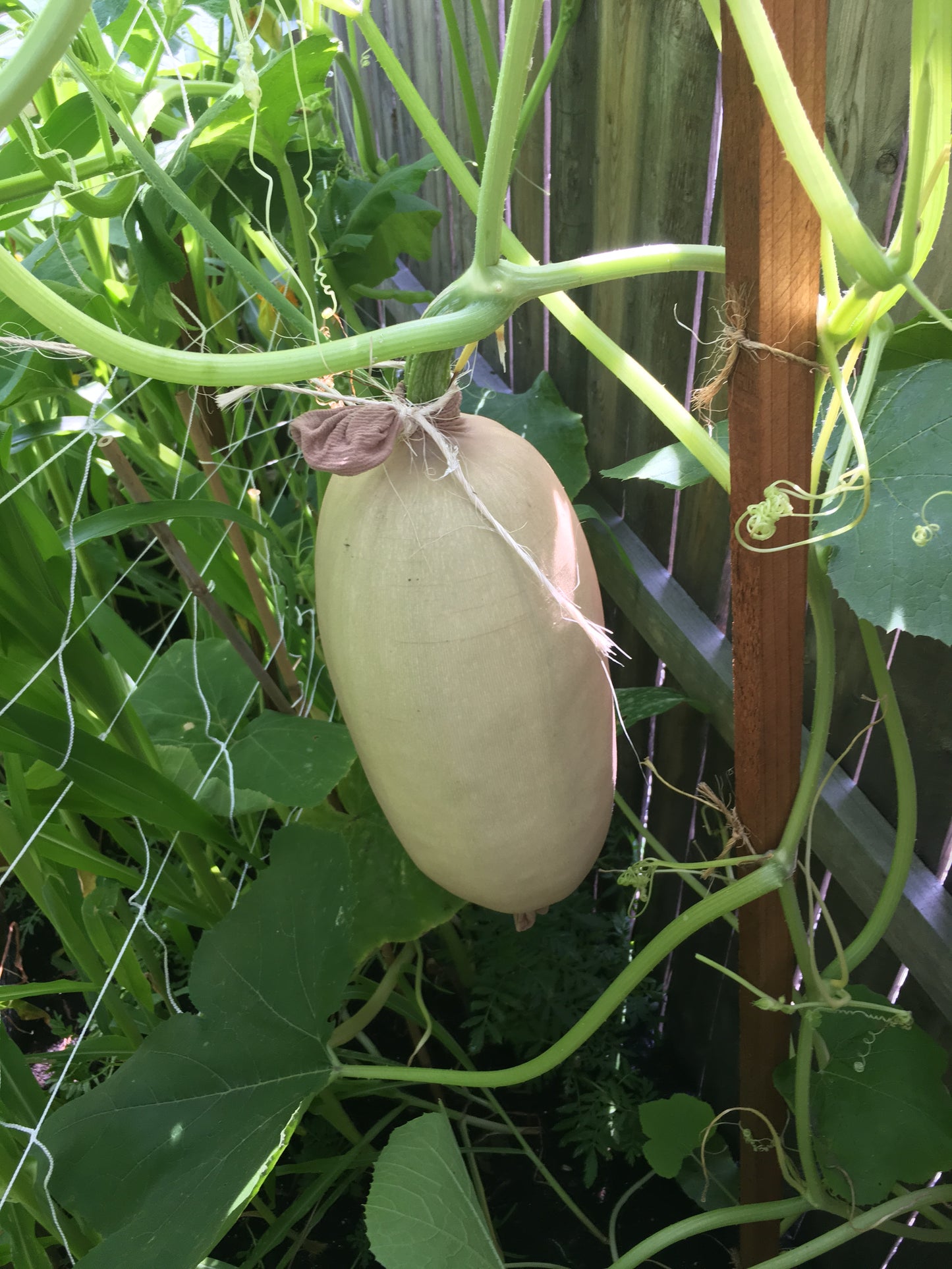 Spaghetti Squash