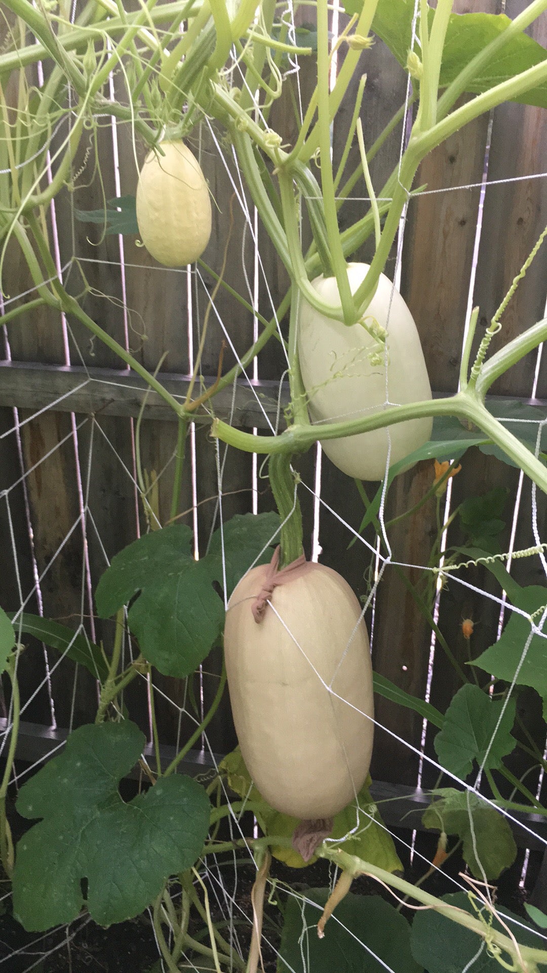 Spaghetti Squash