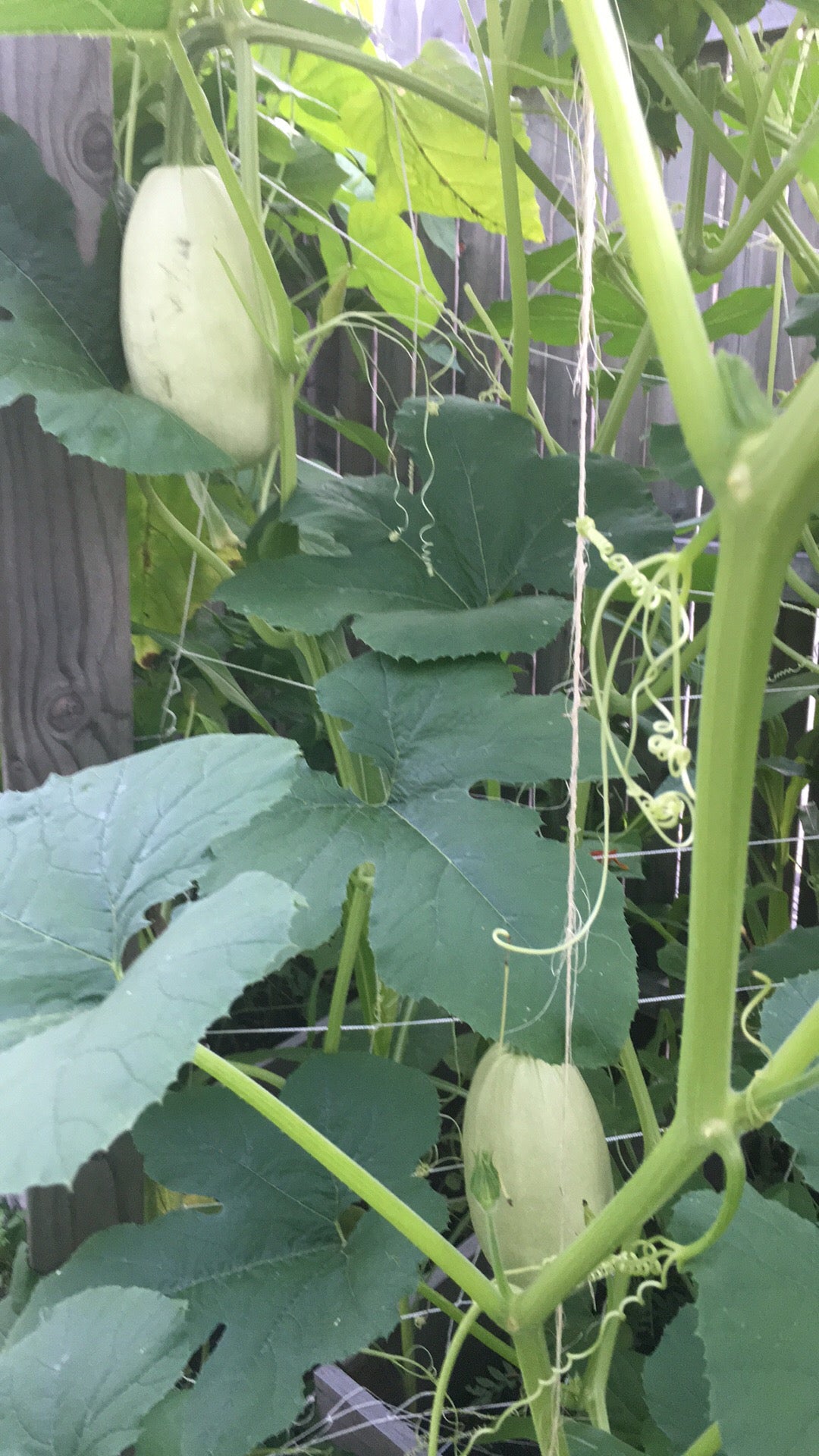Spaghetti Squash