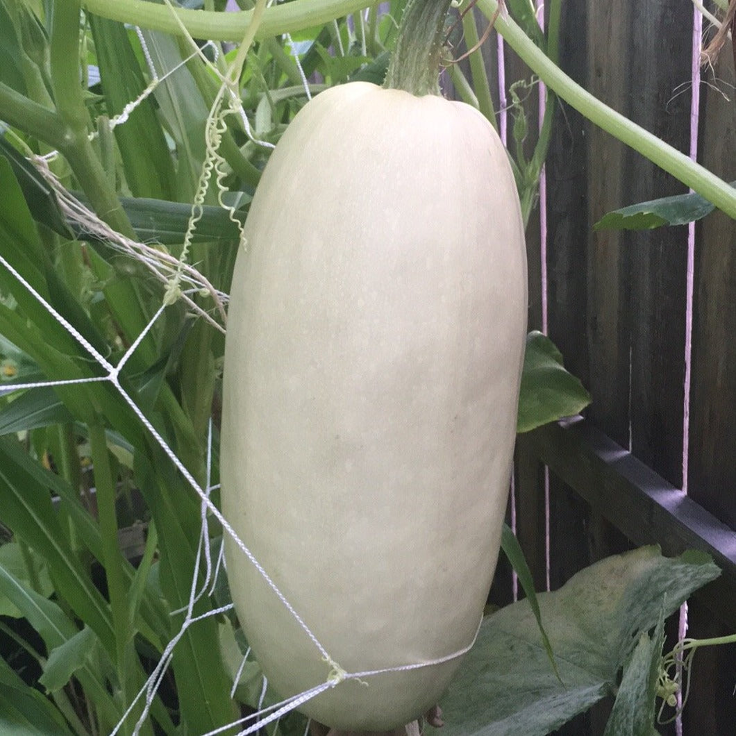 Spaghetti Squash