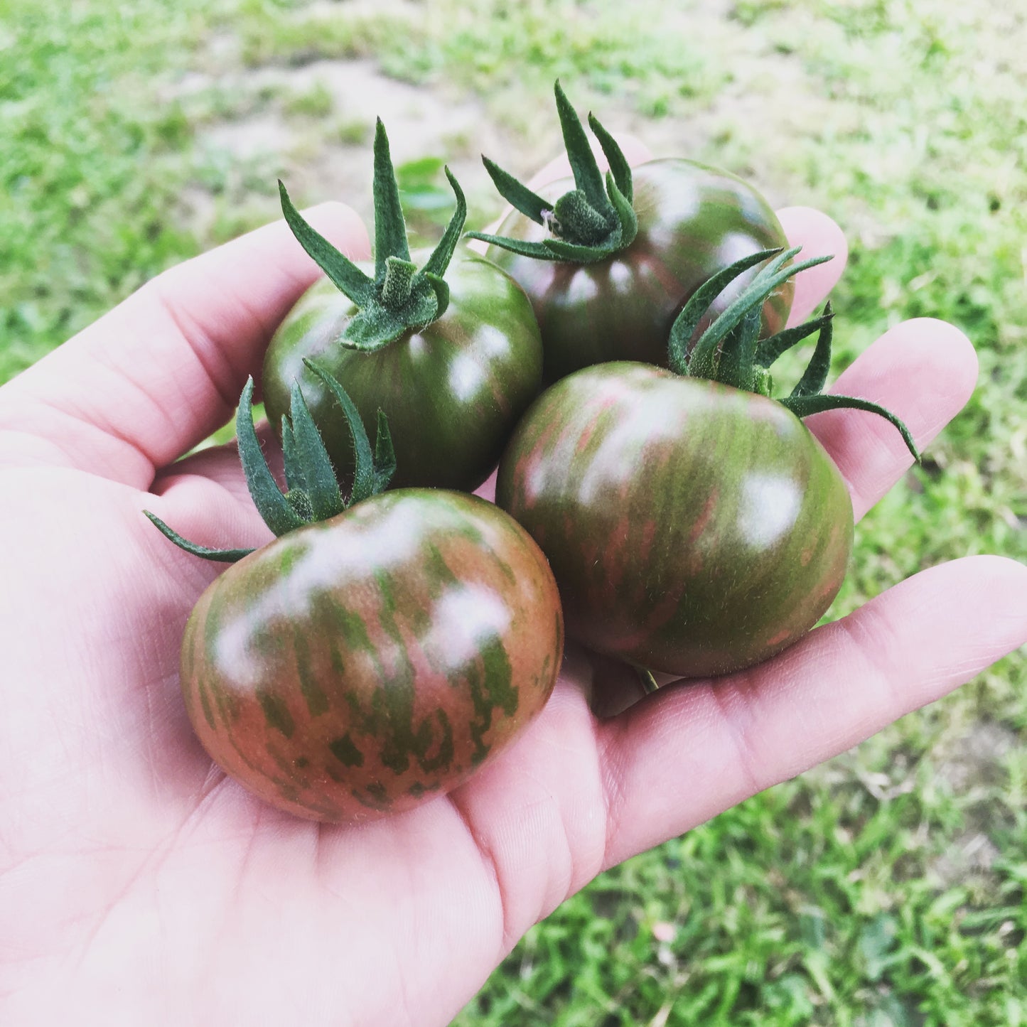 Pink Boar Tomato