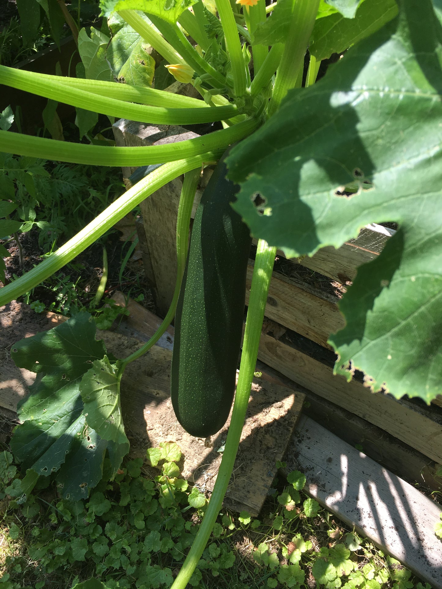 Black Beauty Zucchini