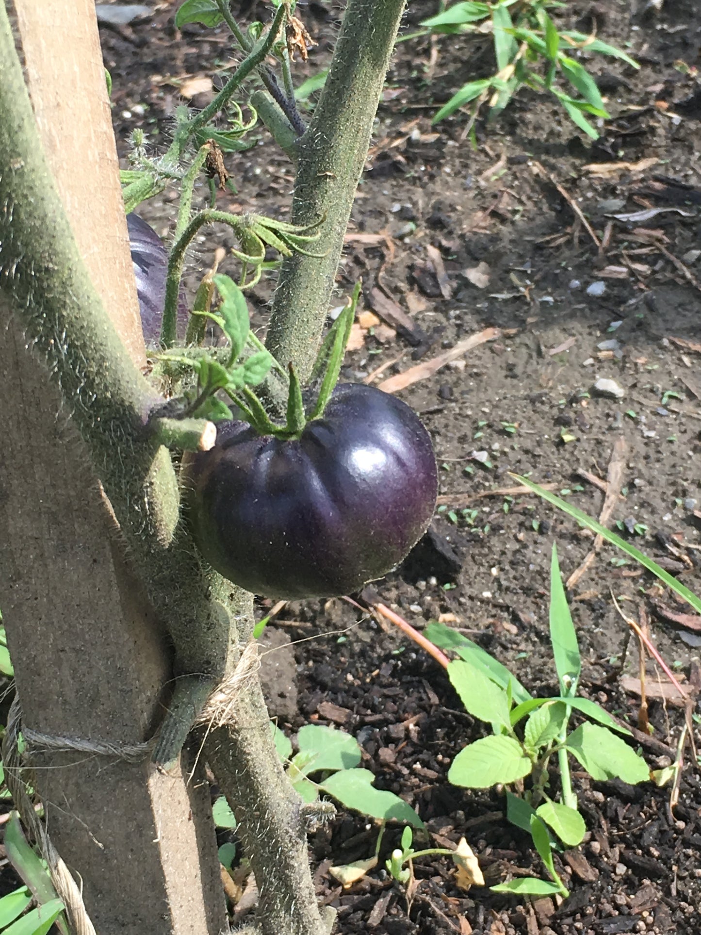 Black Beauty Tomato