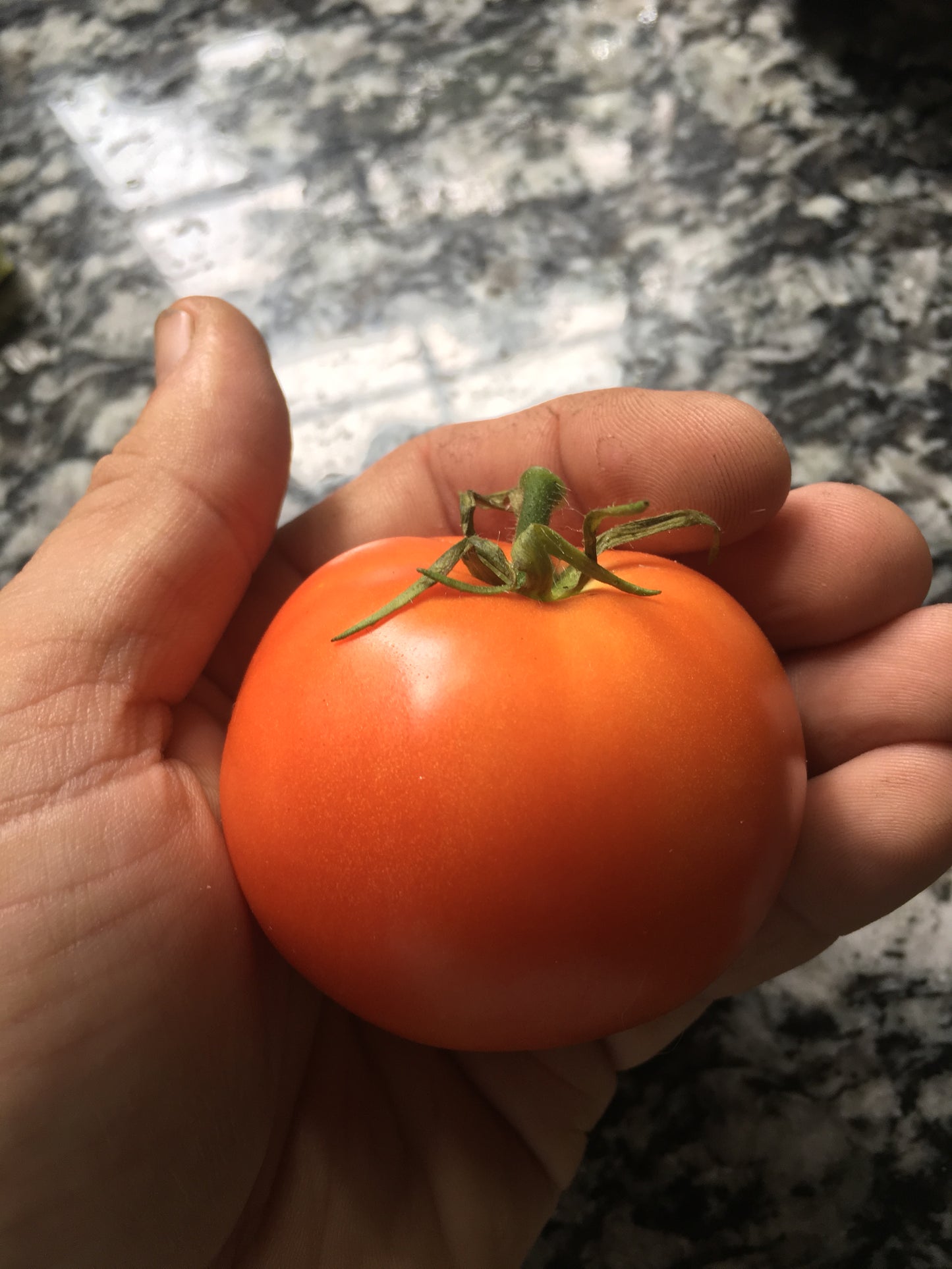 Legend Tomato