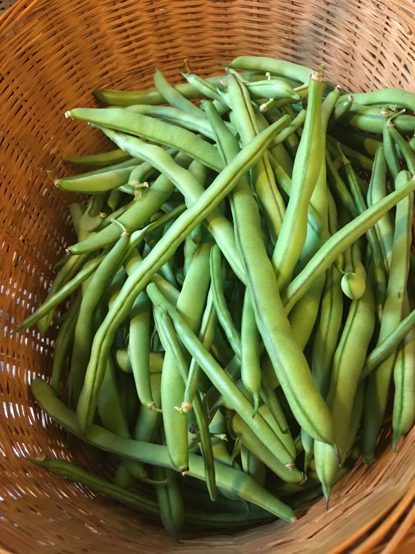 Green Bean - Bush