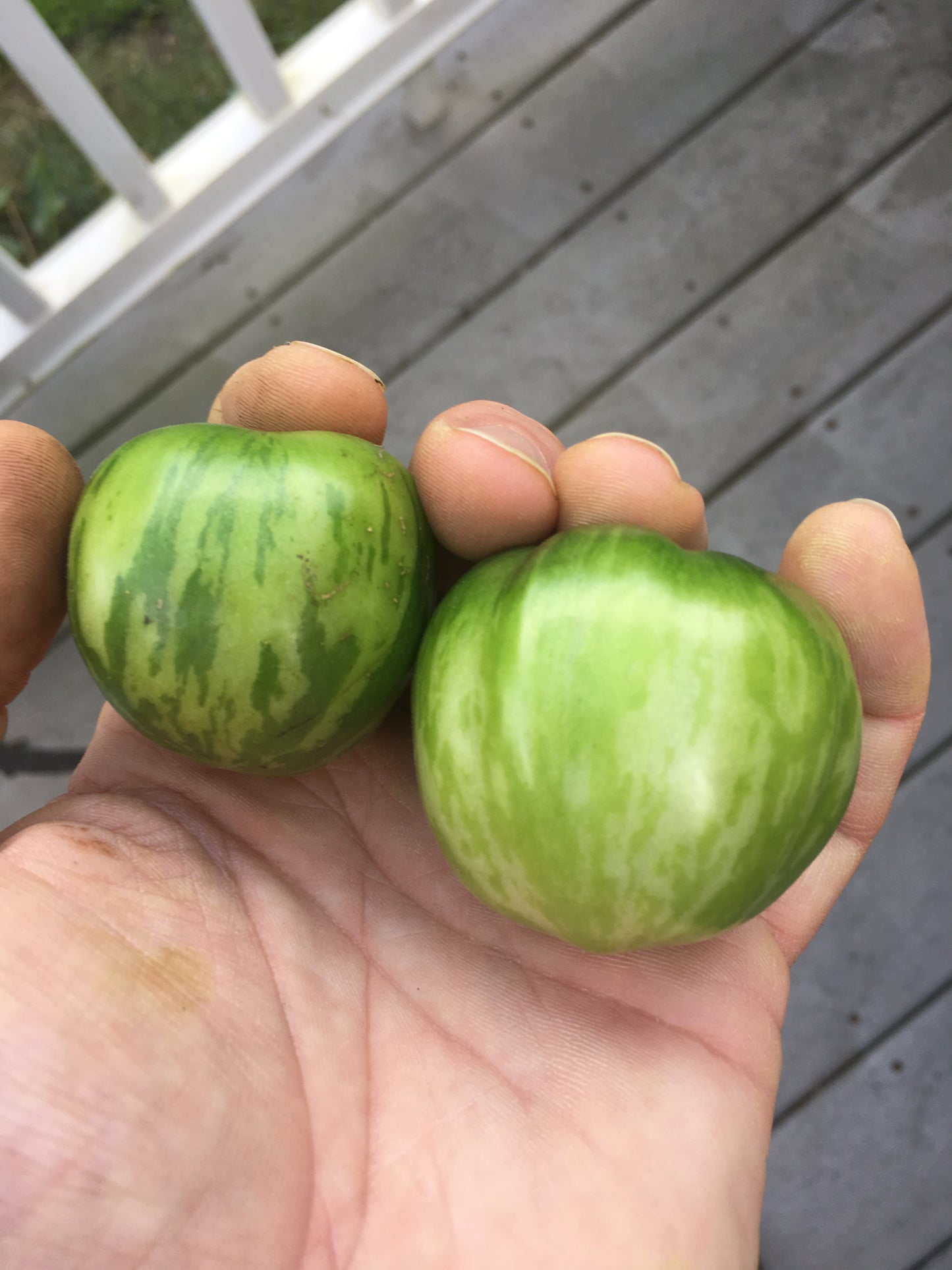 Green Zebra Tomato