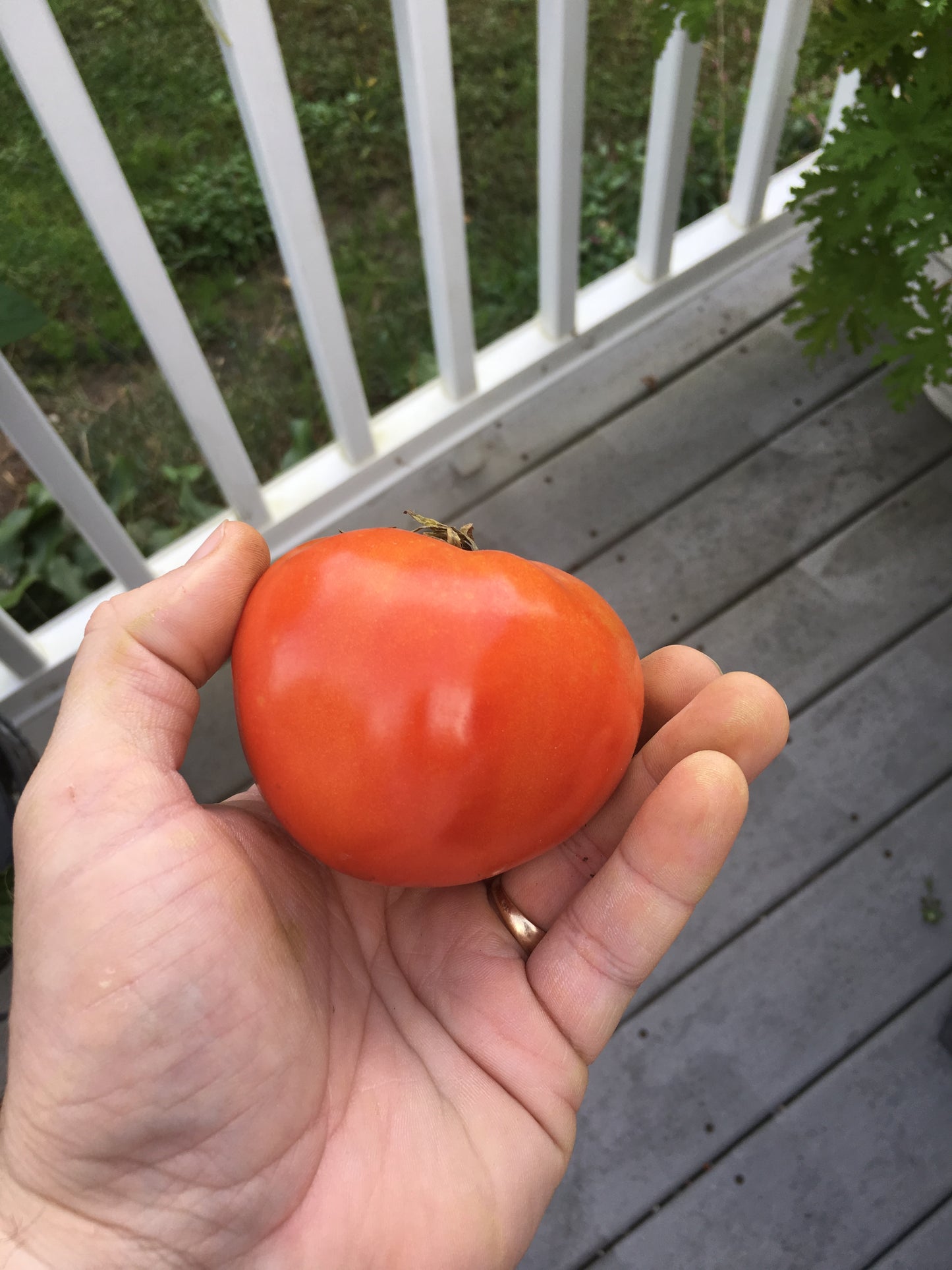 Legend Tomato
