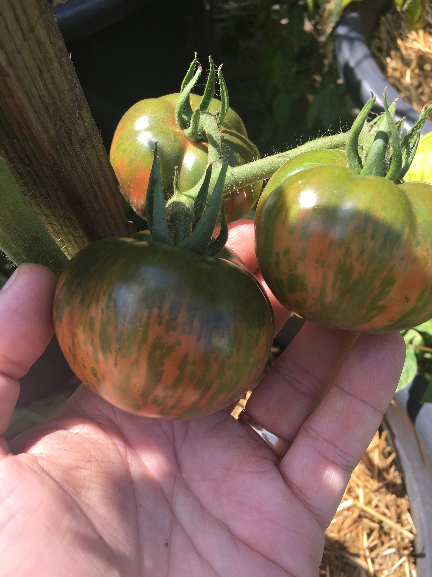 Pink Boar Tomato