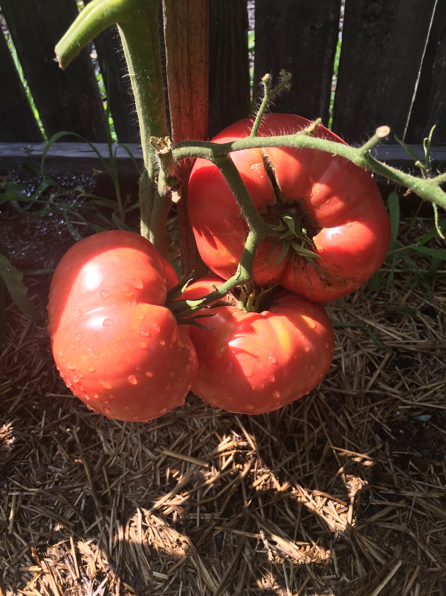 Mortgage Lifter Tomato