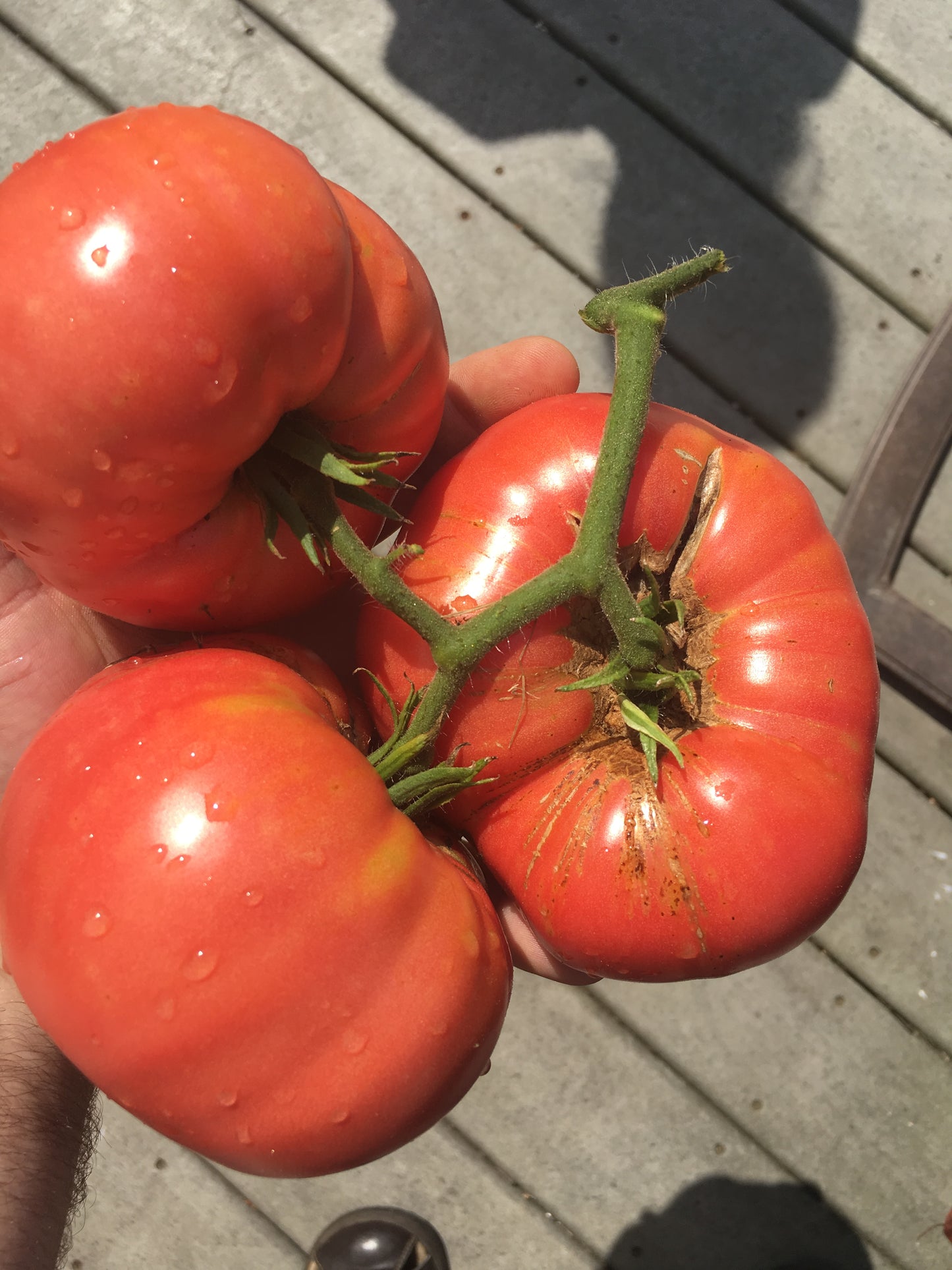 Mortgage Lifter Tomato