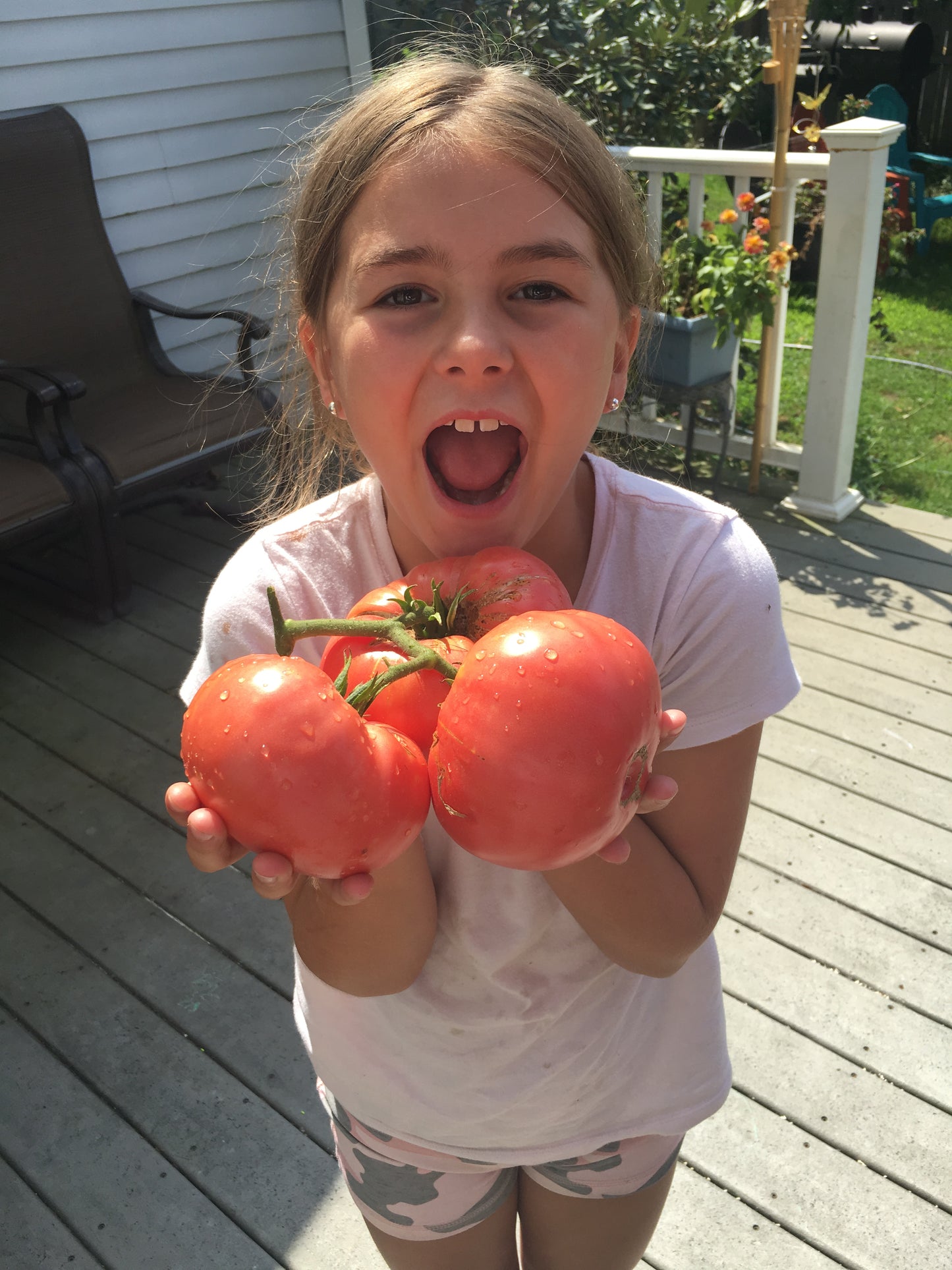Mortgage Lifter Tomato