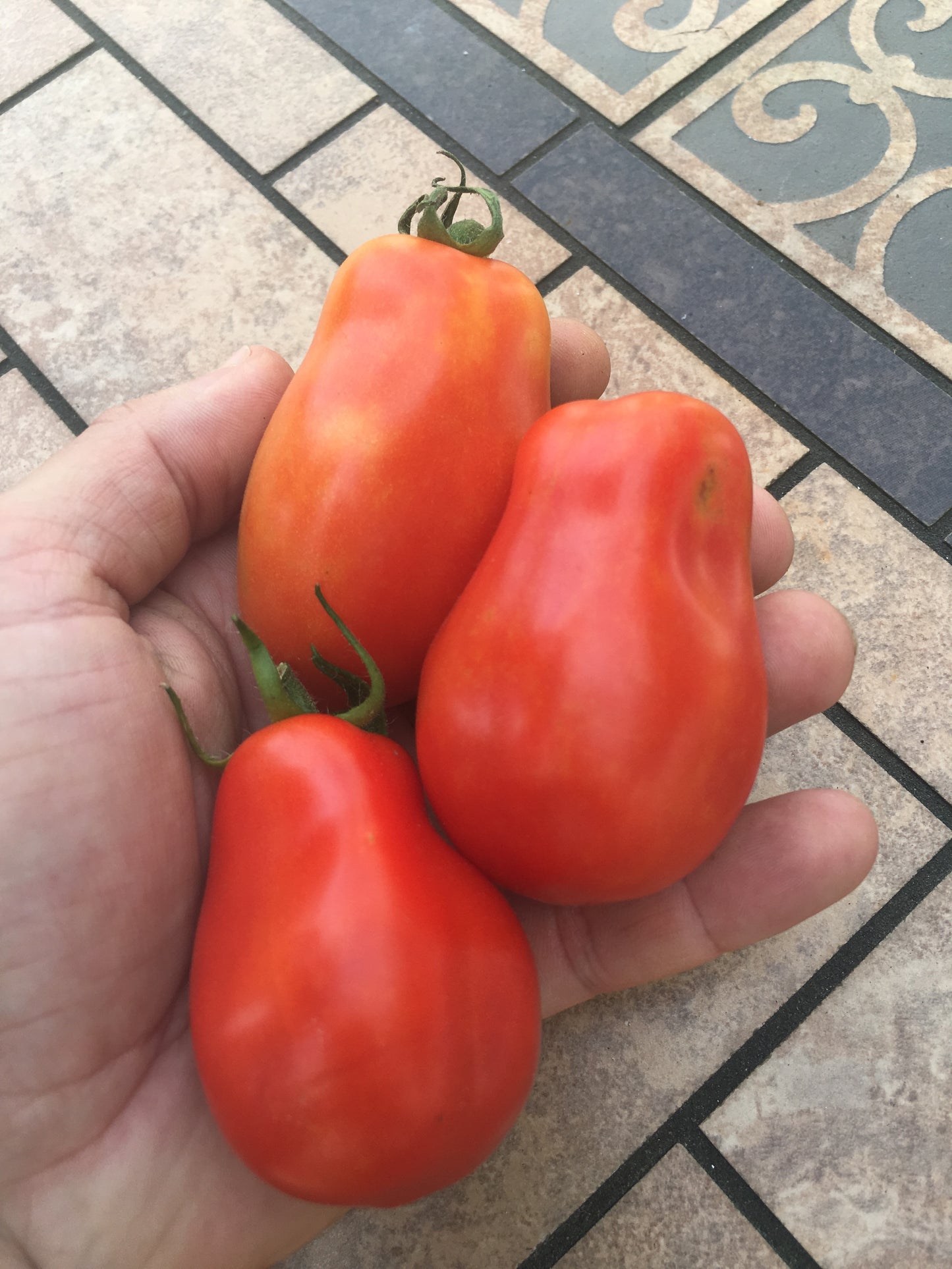 Roma Tomato