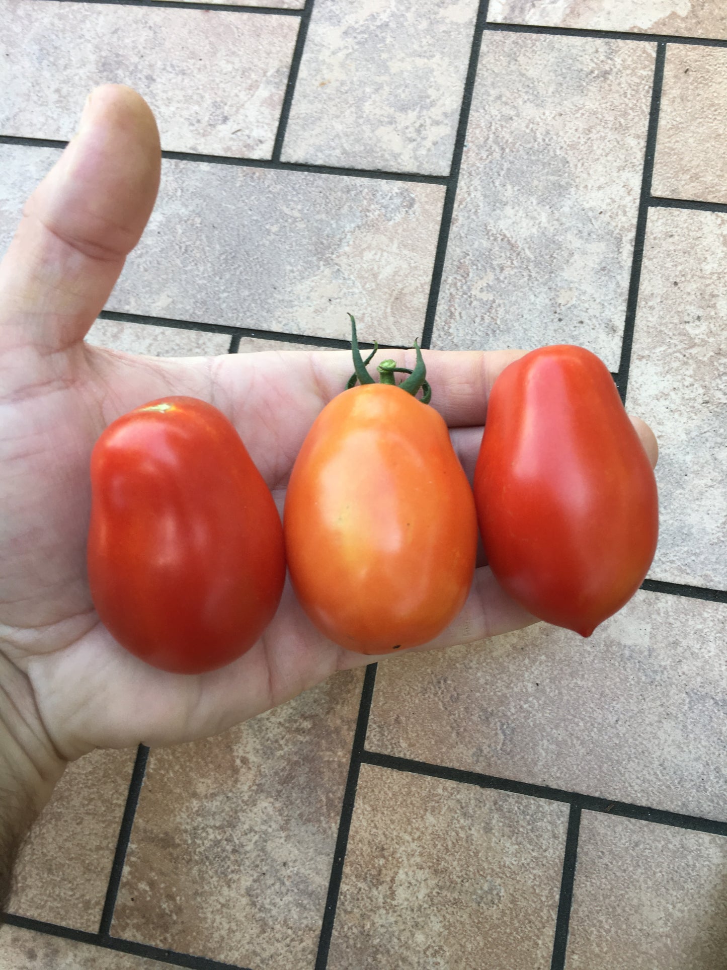 Roma Tomato