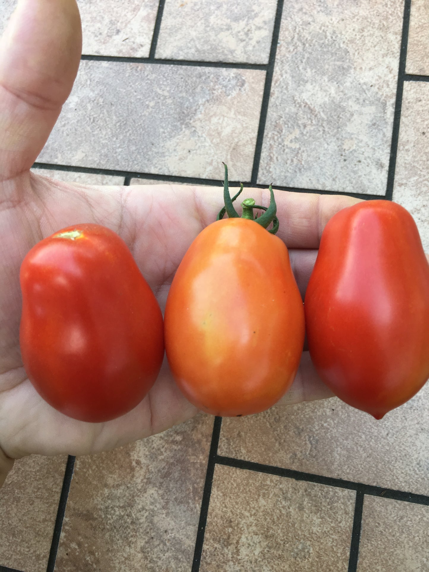 Roma Tomato