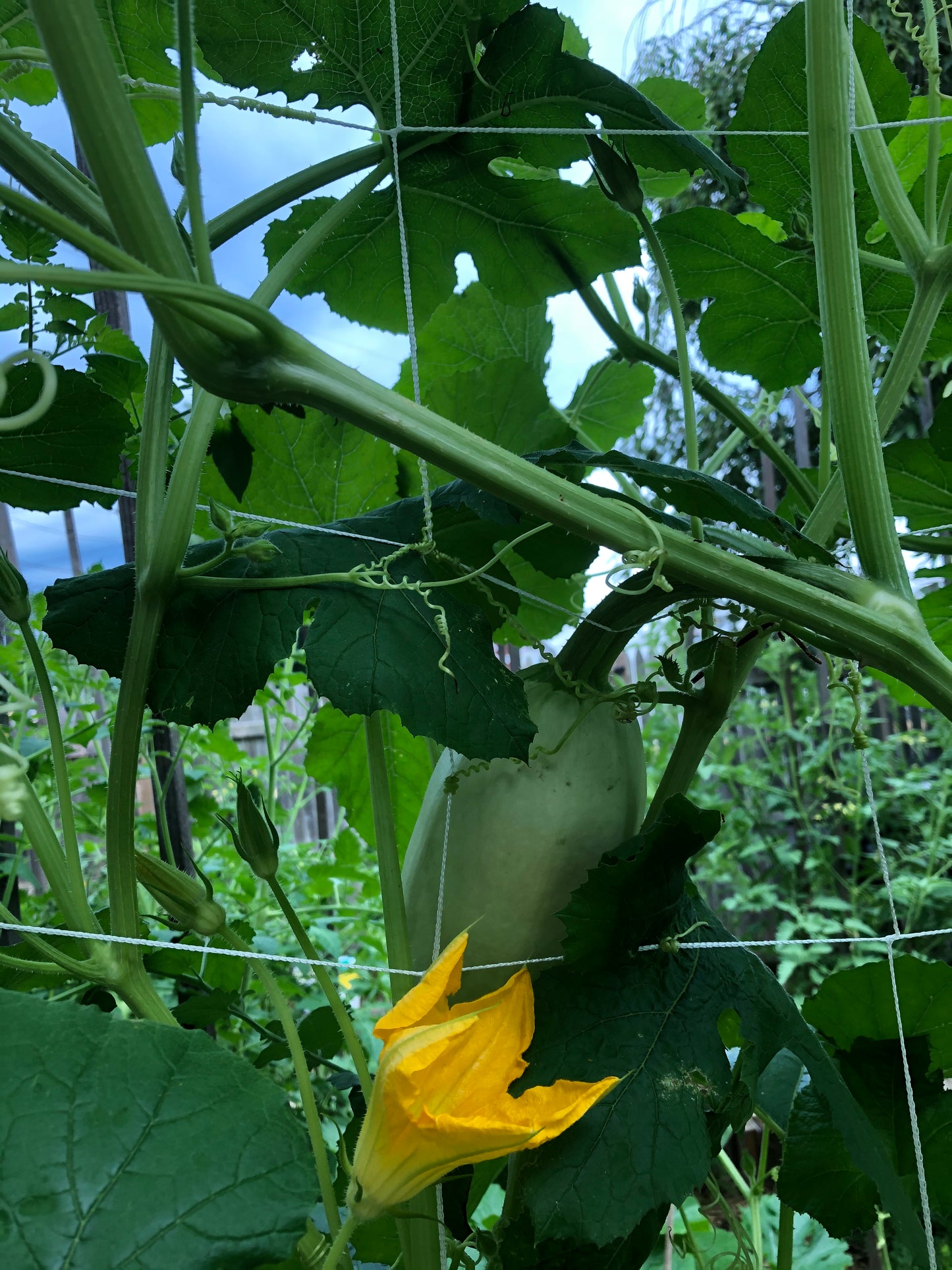 Spaghetti Squash