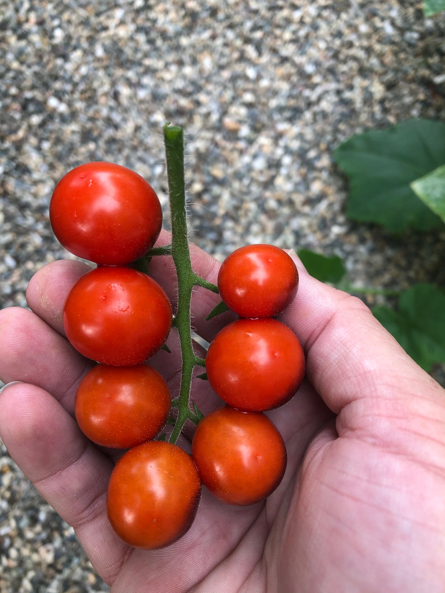 Chadwick Cherry Tomato