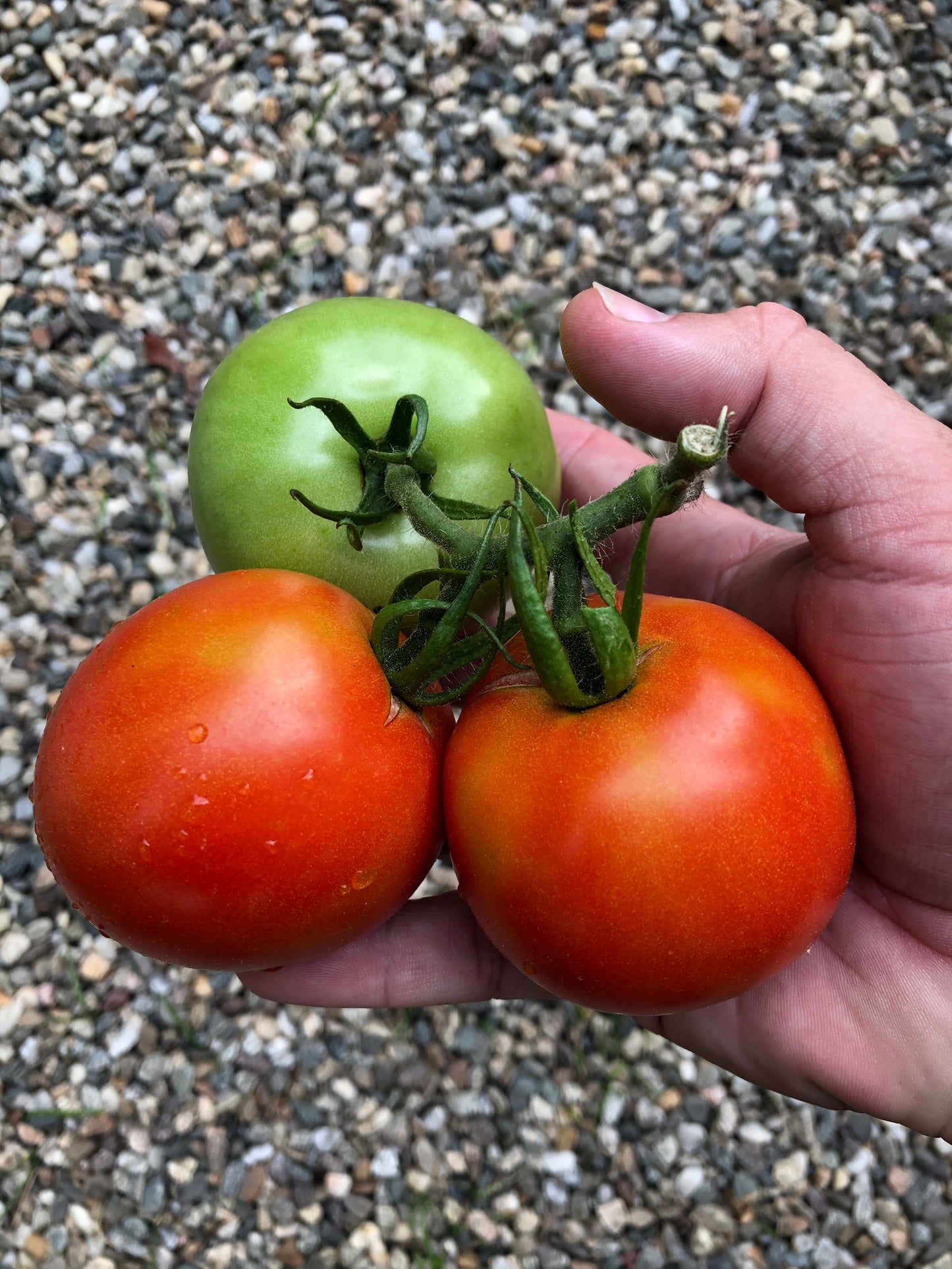 Legend Tomato