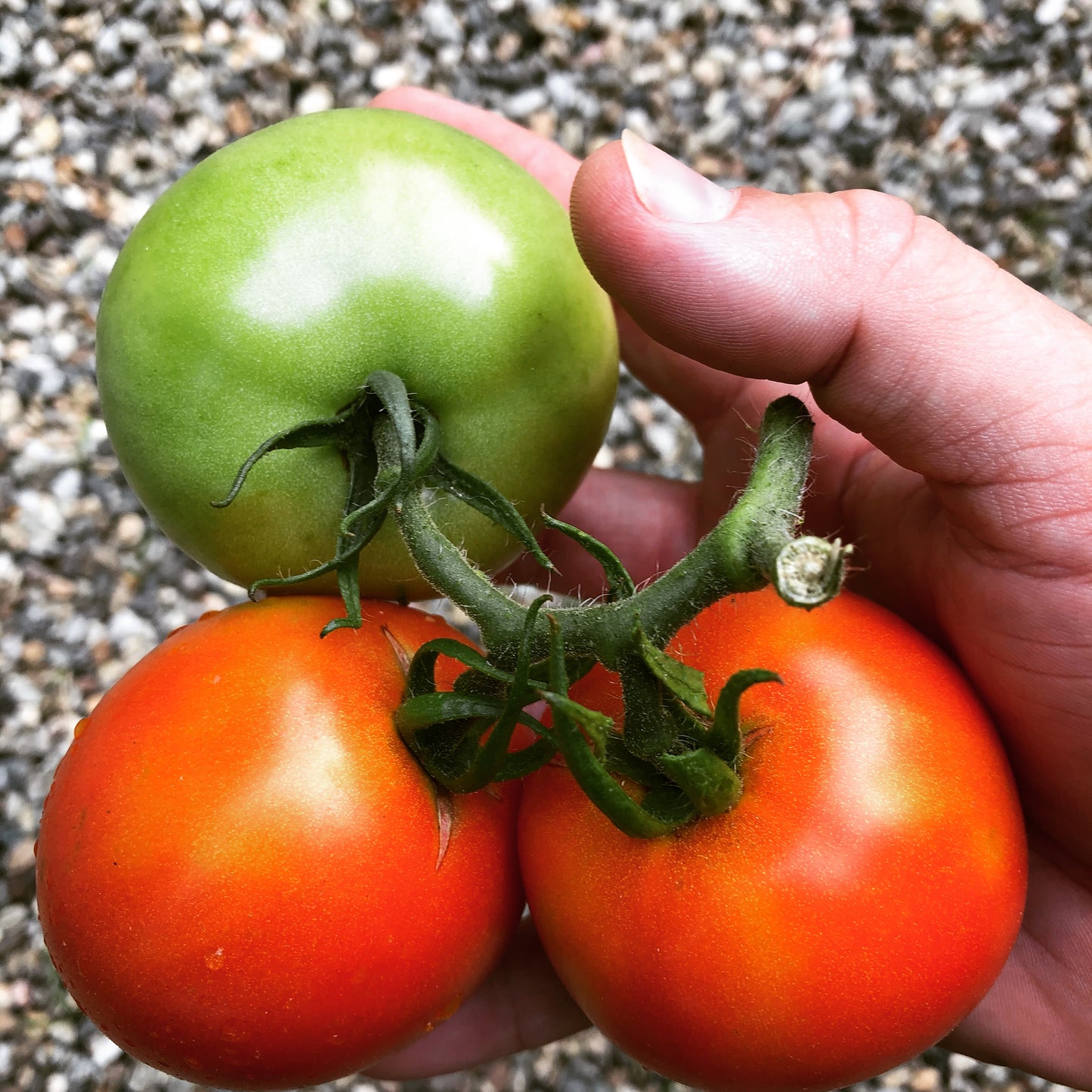 Legend Tomato