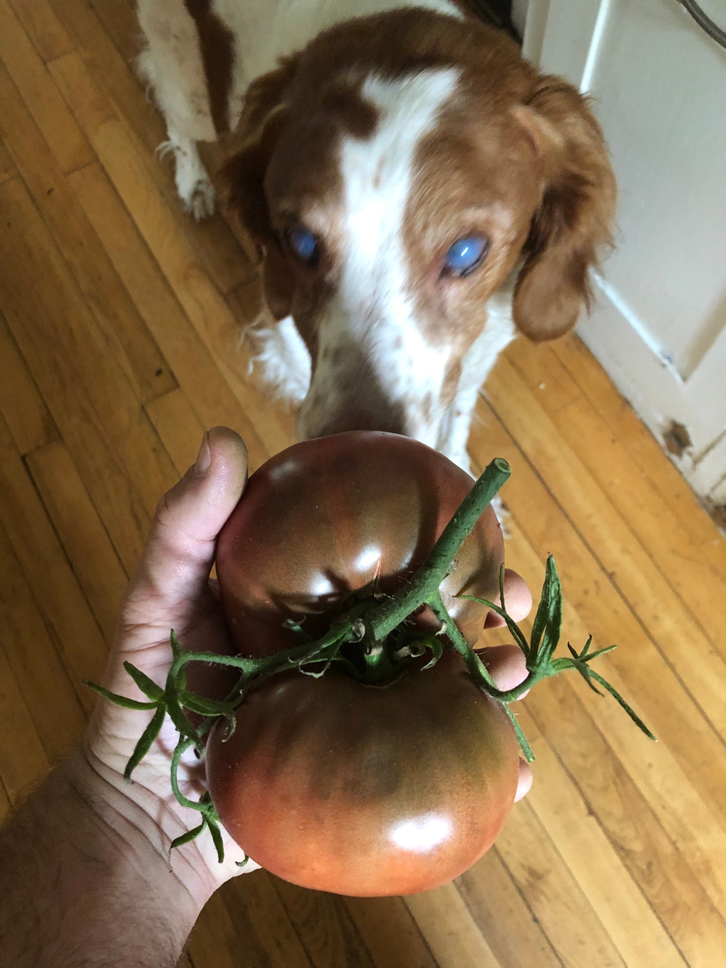 Cherokee Purple Tomato