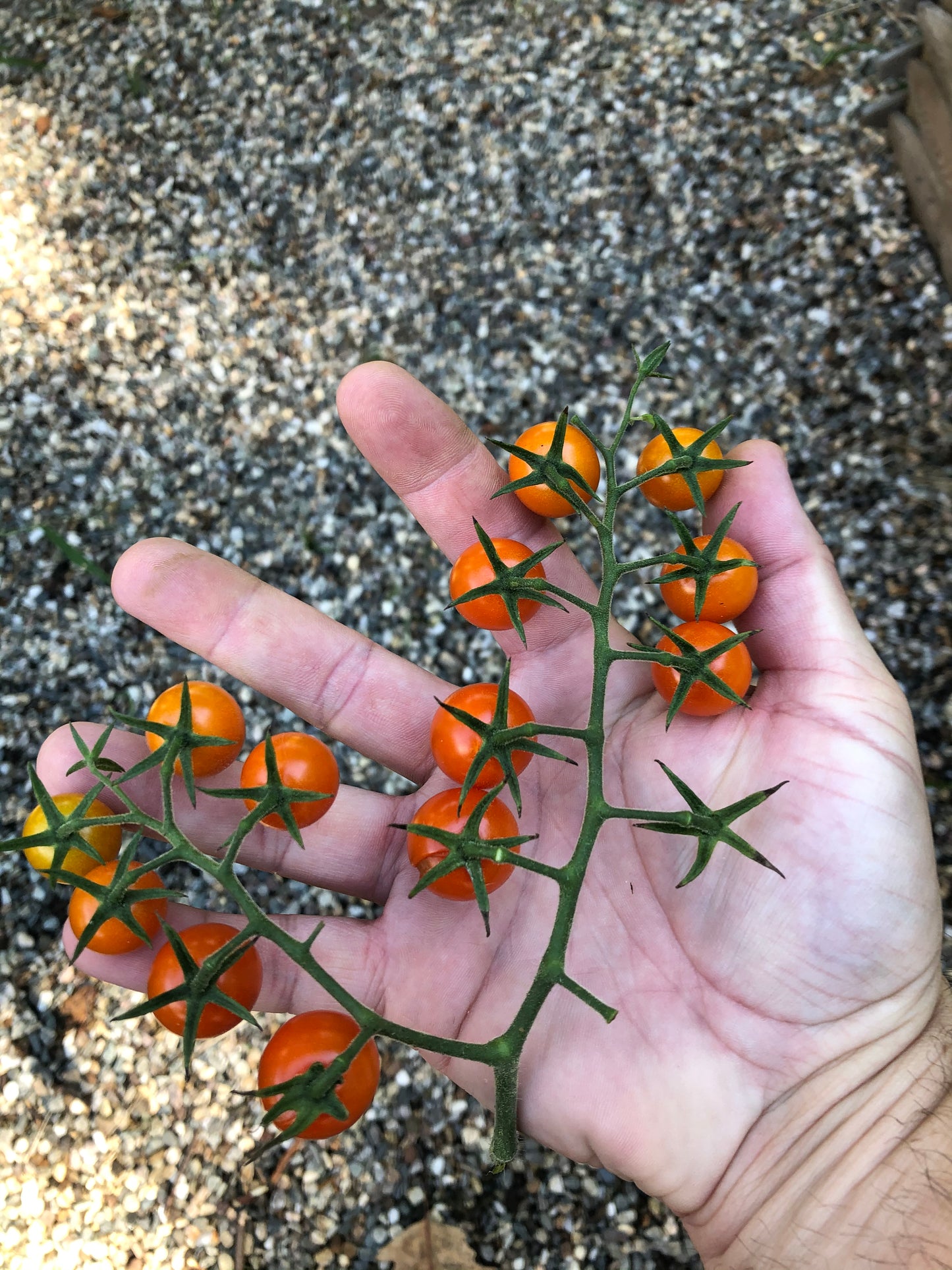 Tim's Taste of Paradise Tomato