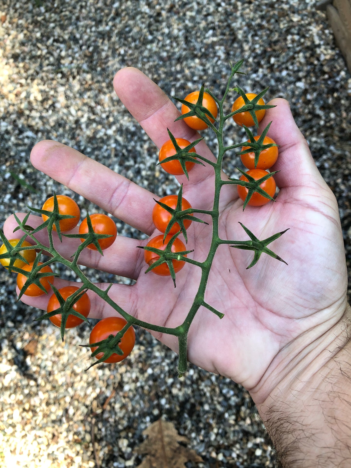 SunGold Tomato