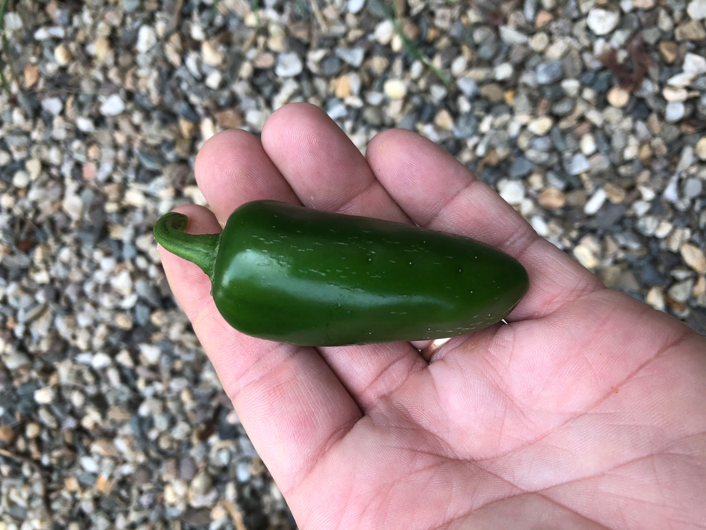 Early Jalapeño Hot Pepper (Mild Hot)