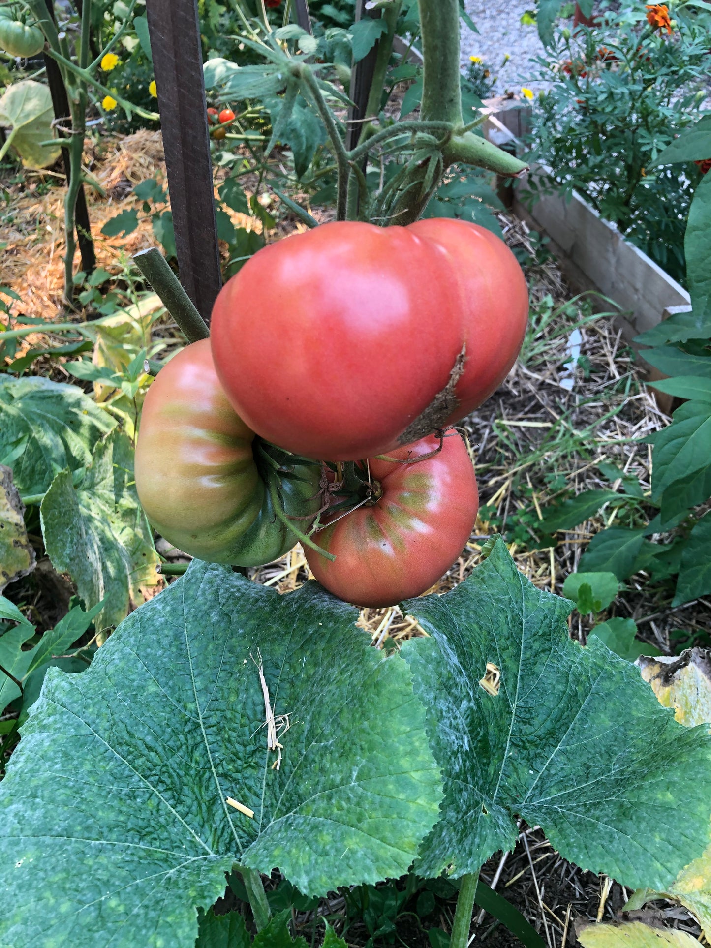 Mortgage Lifter Tomato