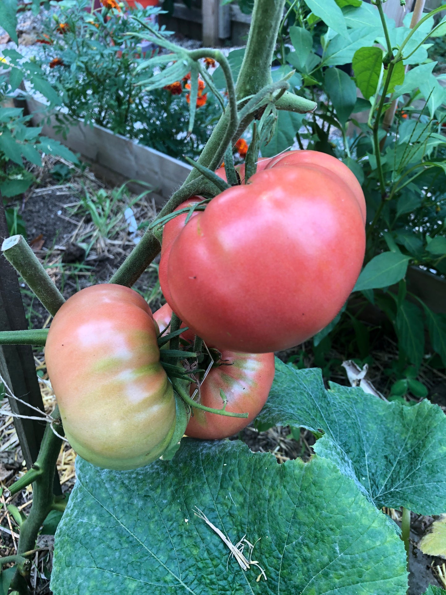 Mortgage Lifter Tomato