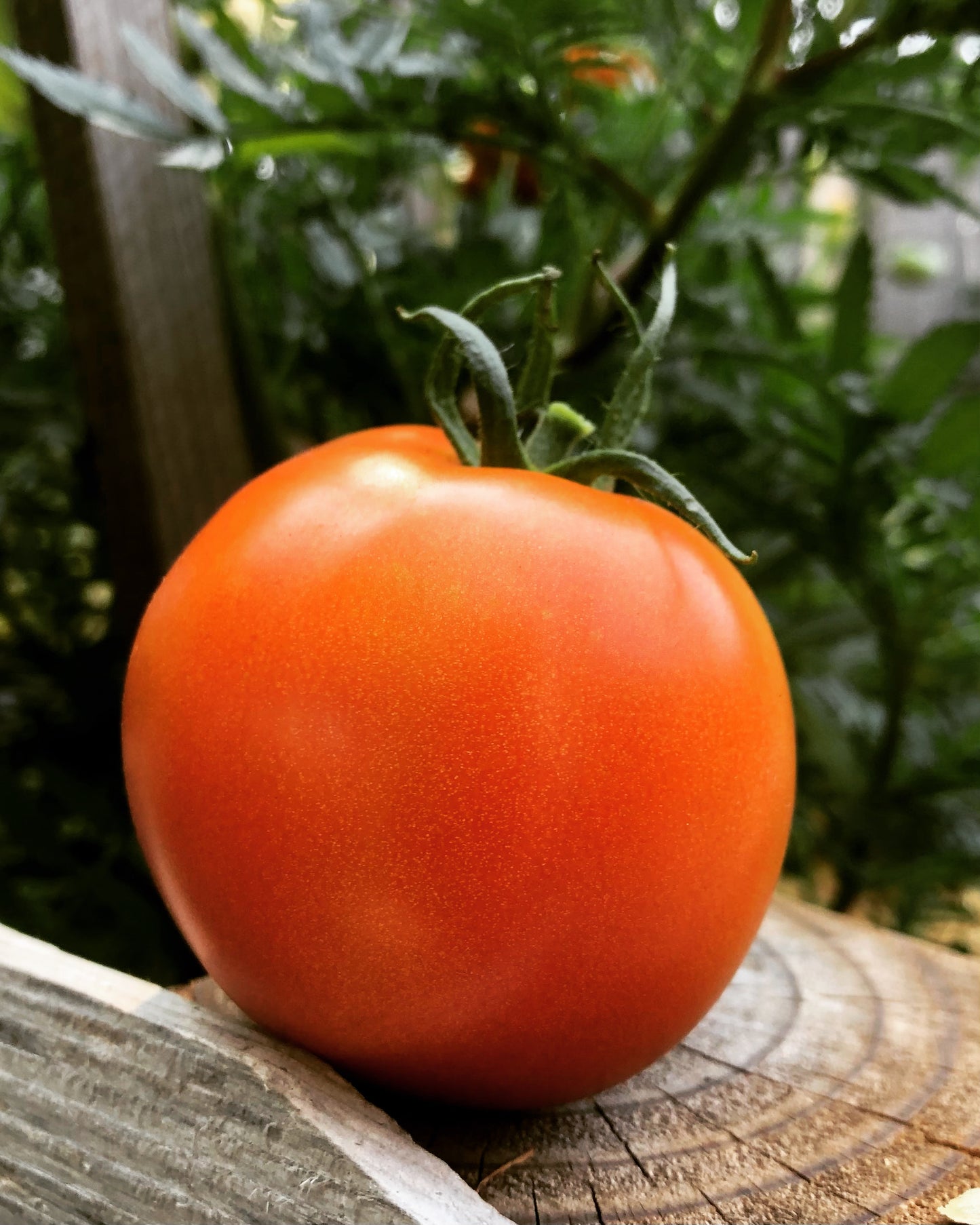 Legend Tomato