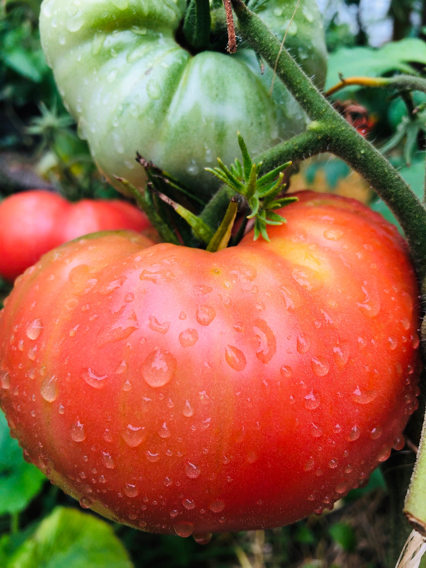 Mortgage Lifter Tomato
