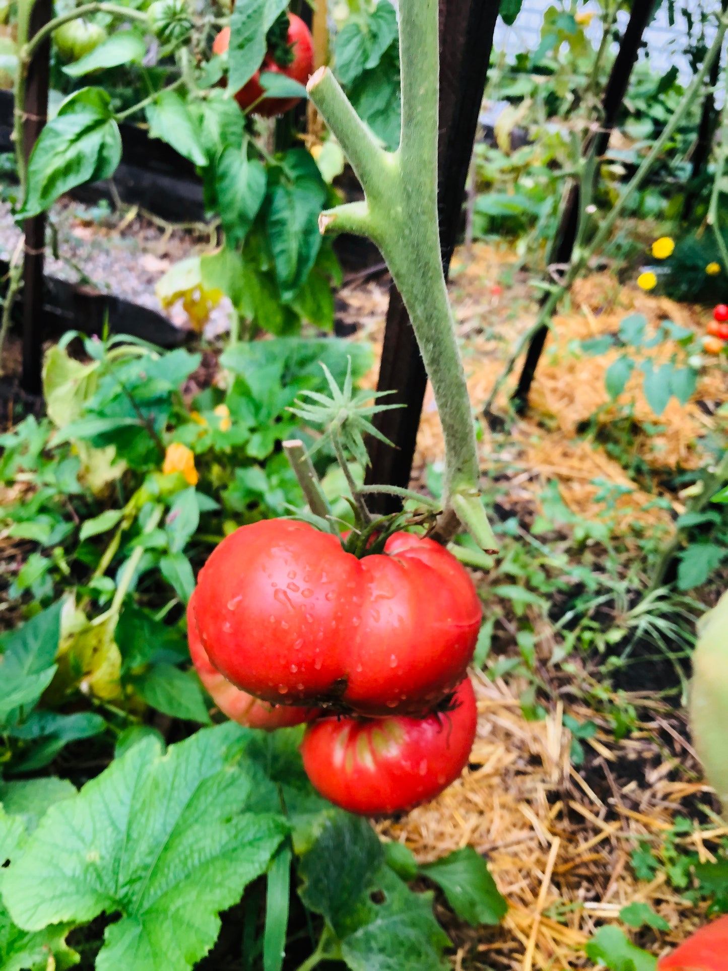 Mortgage Lifter Tomato