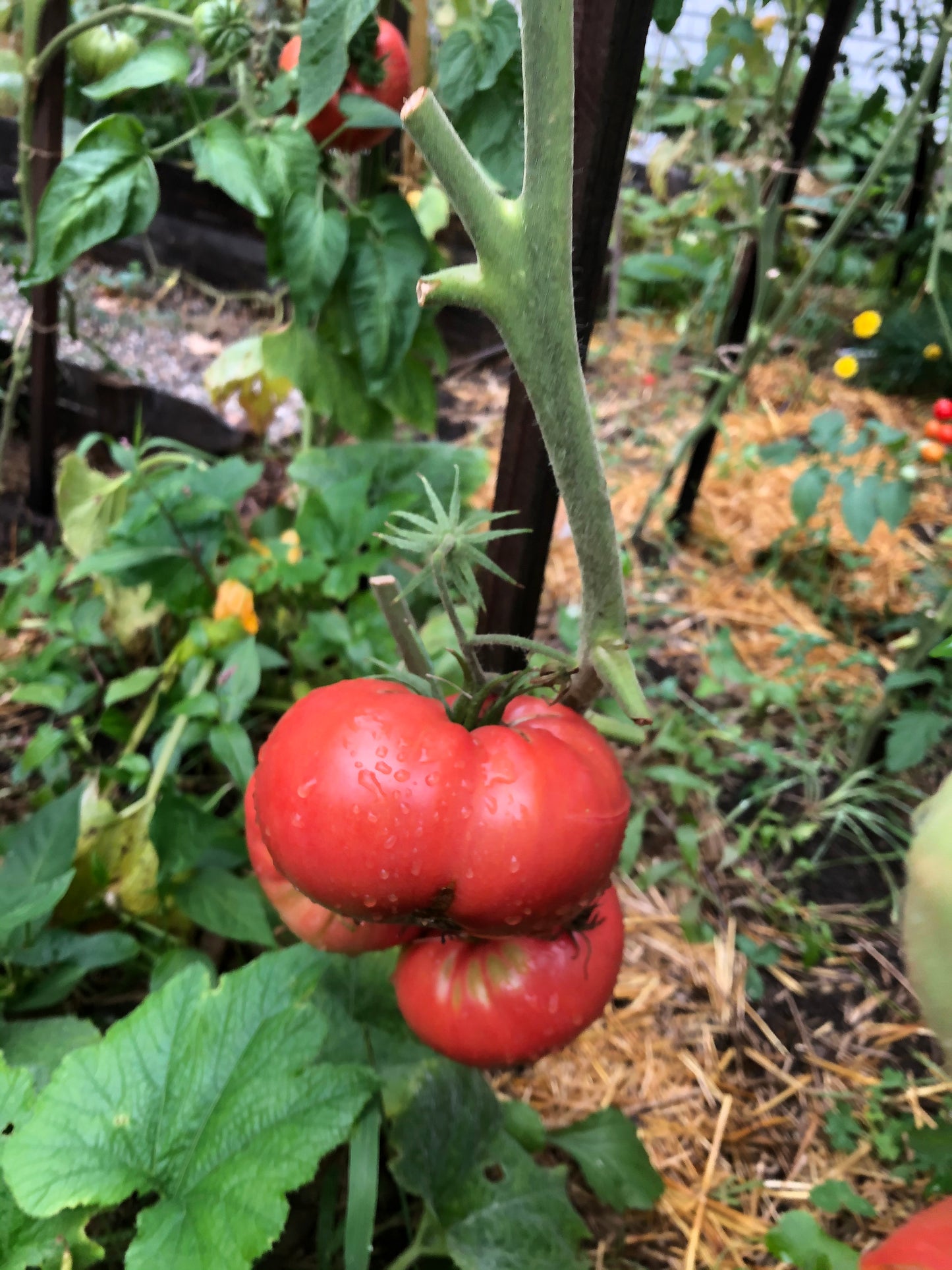 Mortgage Lifter Tomato