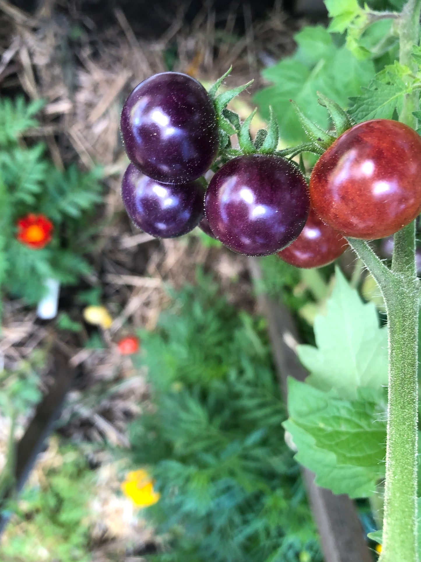 Blueberries Tomato