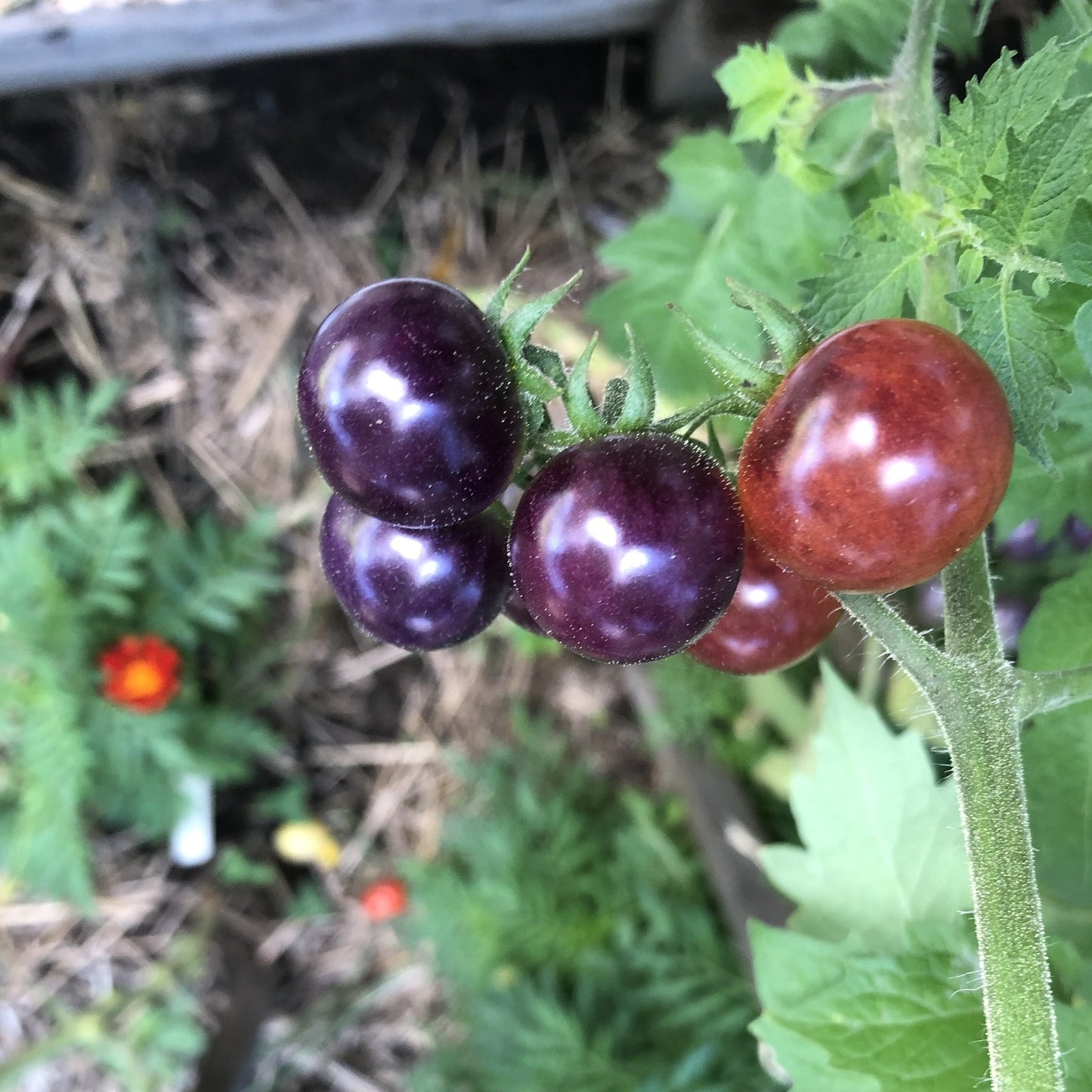 Blueberries Tomato