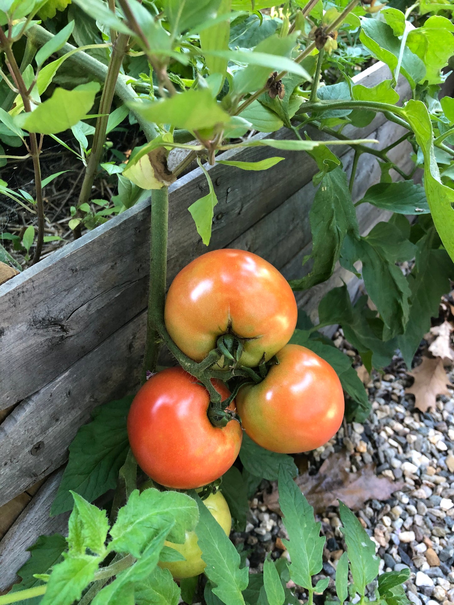 Legend Tomato