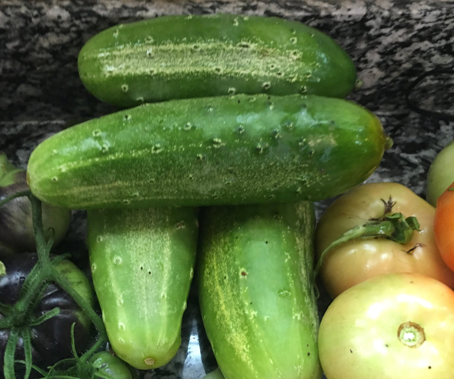 Boston Pickling Cucumber