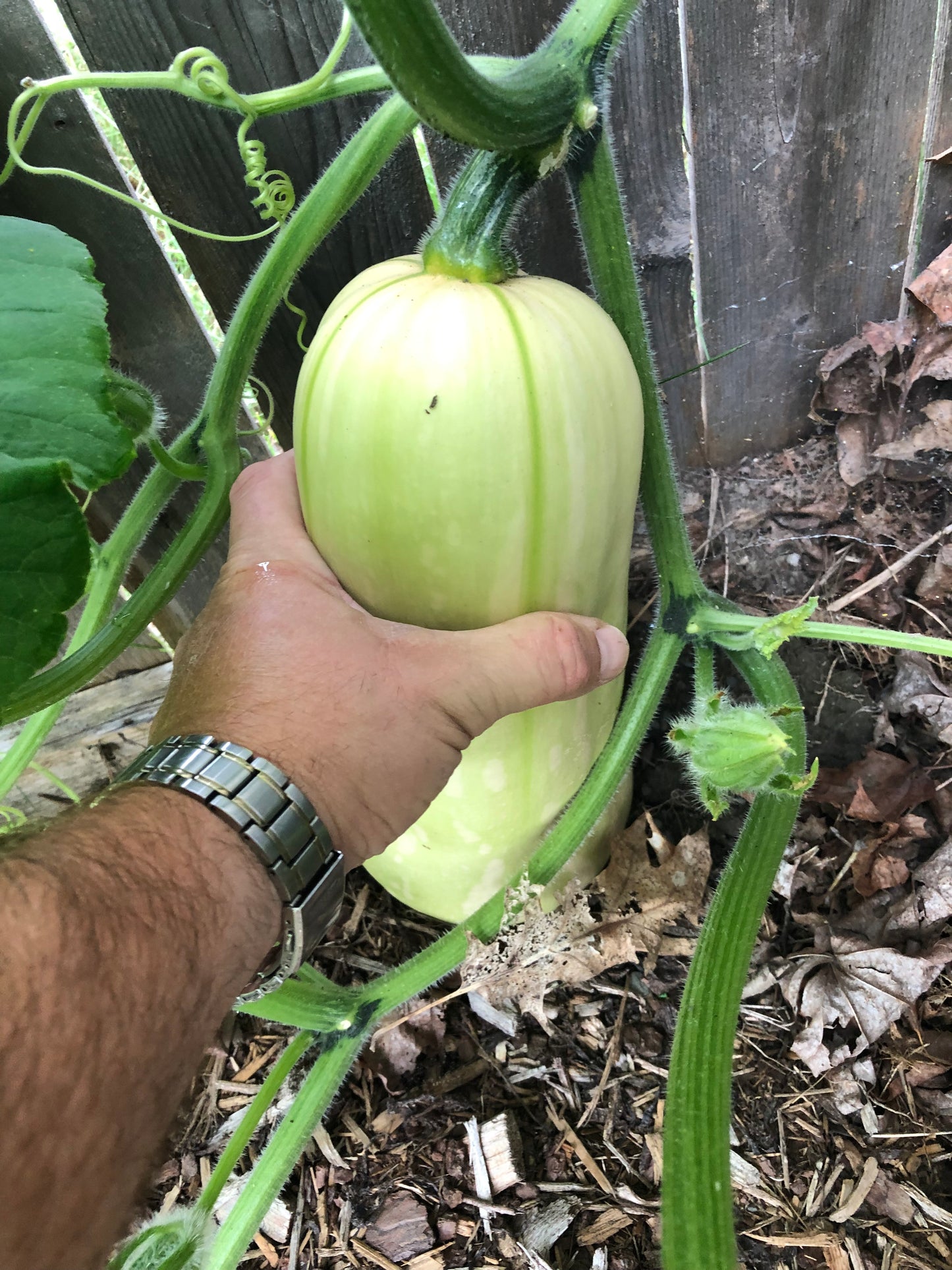 Waltham Butternut Squash