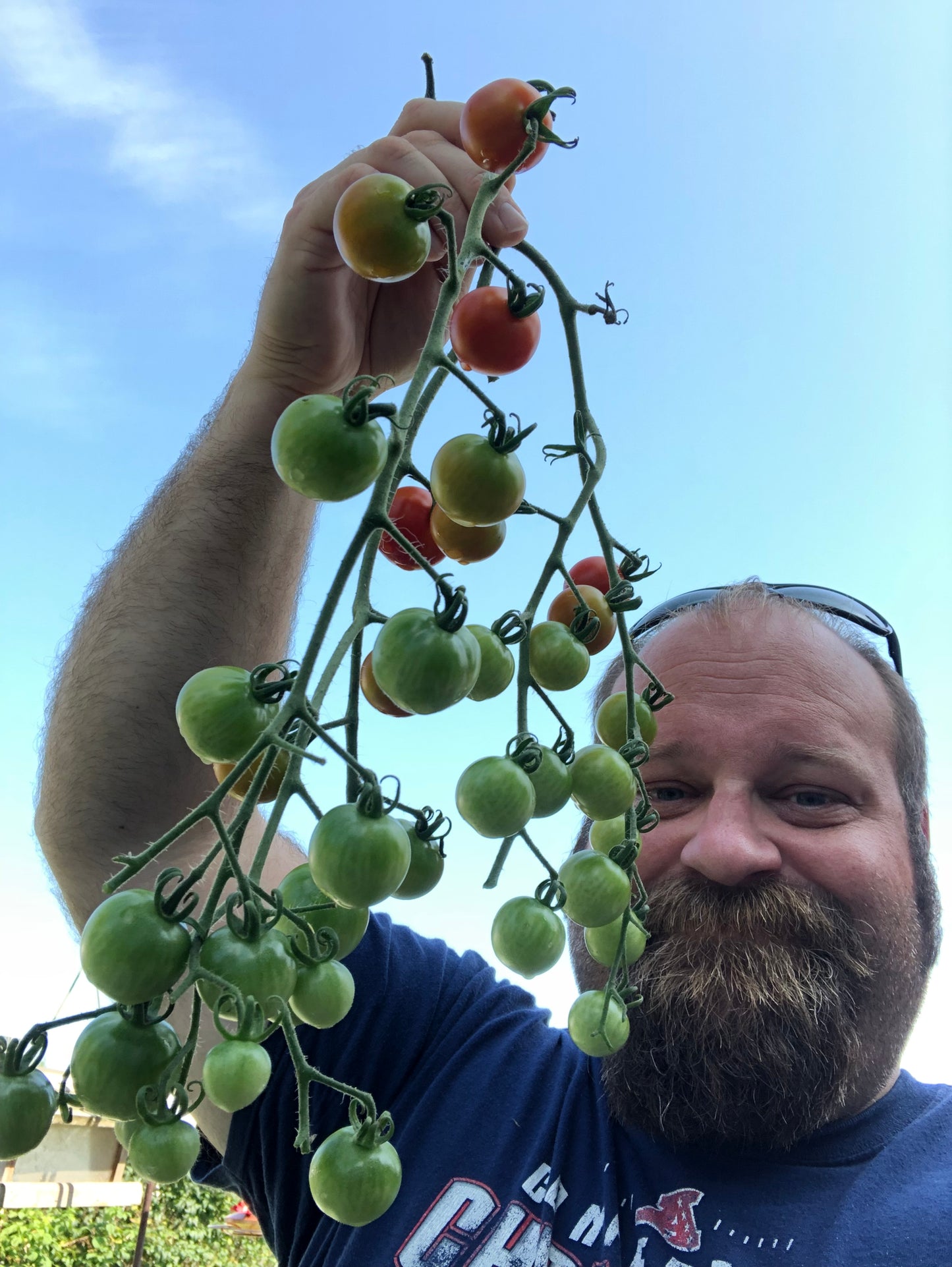 SuperSweet100s Tomato