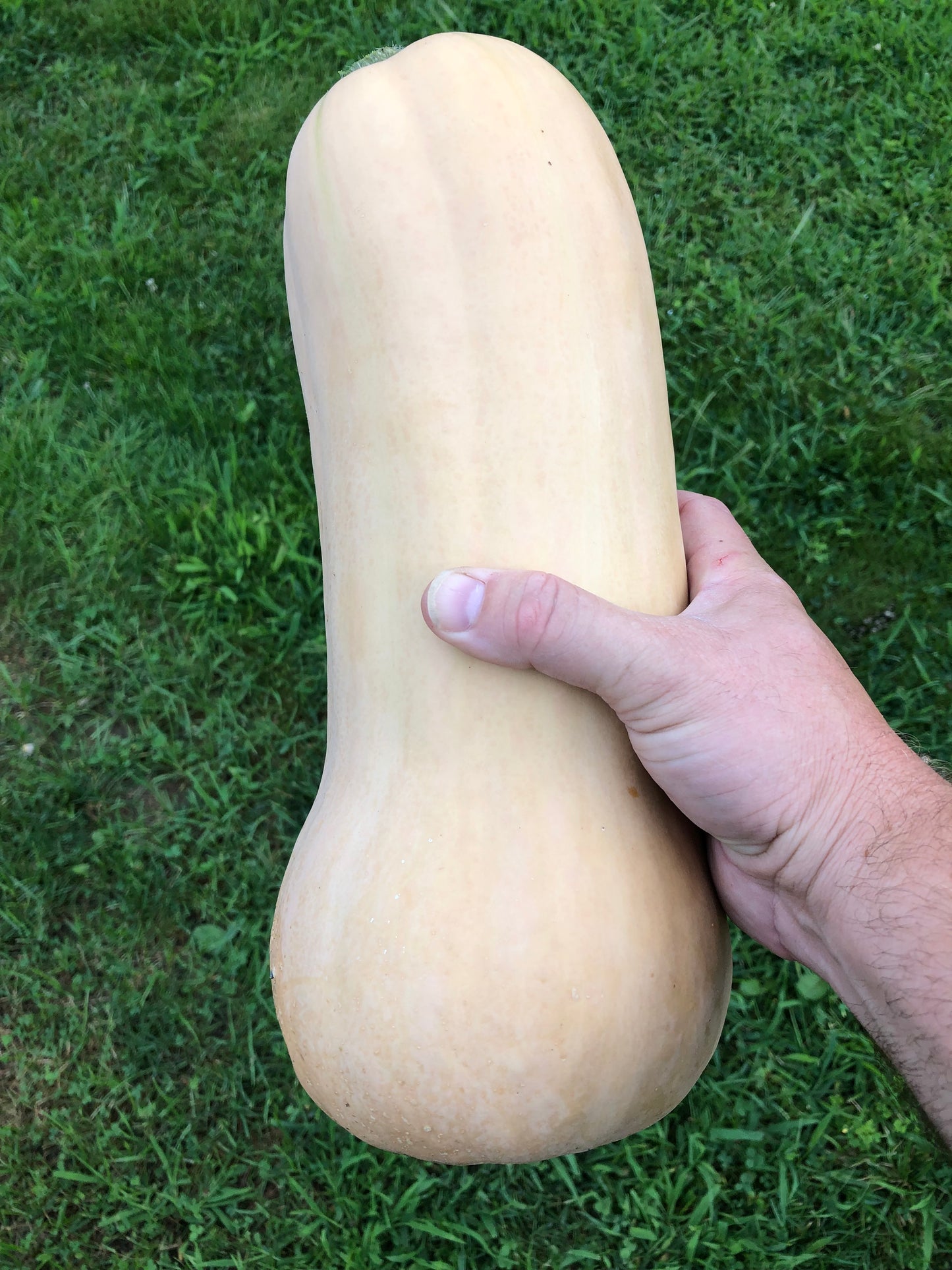 Waltham Butternut Squash