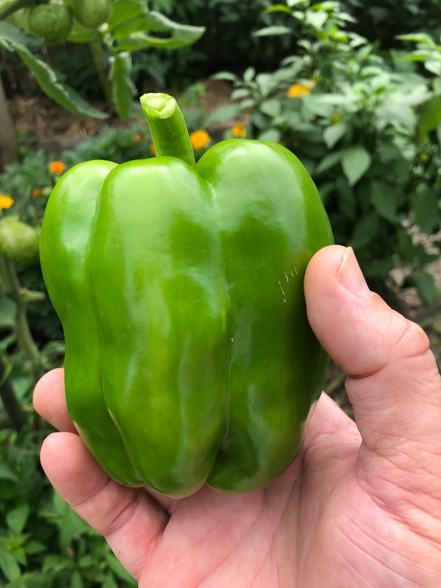 CalWonder Green/Red Pepper (Sweet)