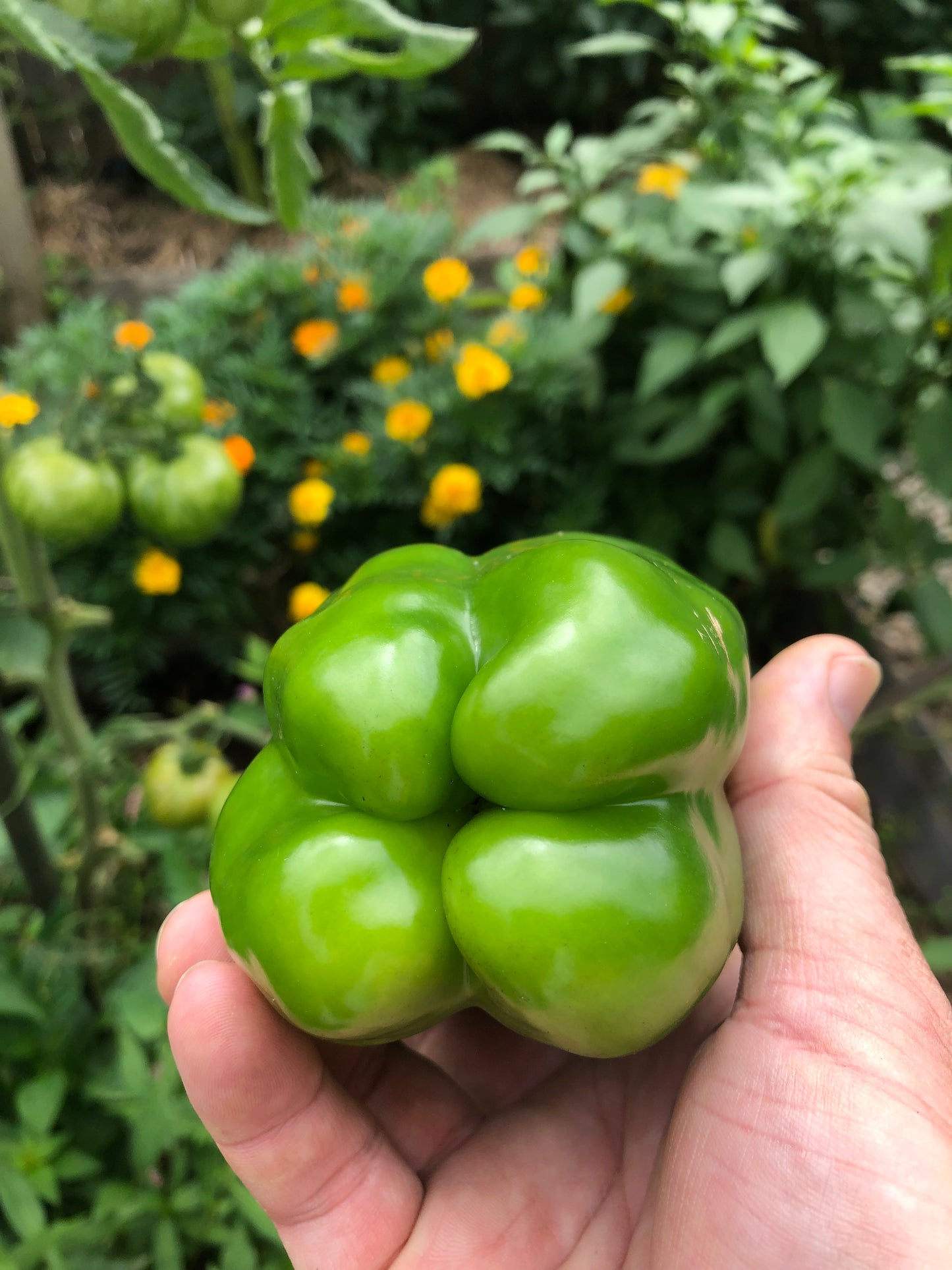 CalWonder Green/Red Pepper (Sweet)