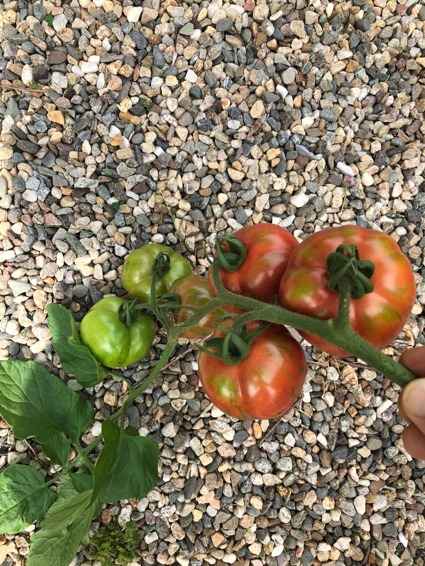 Pink Boar Tomato