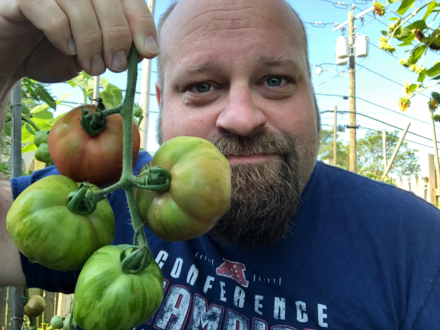 Pink Boar Tomato