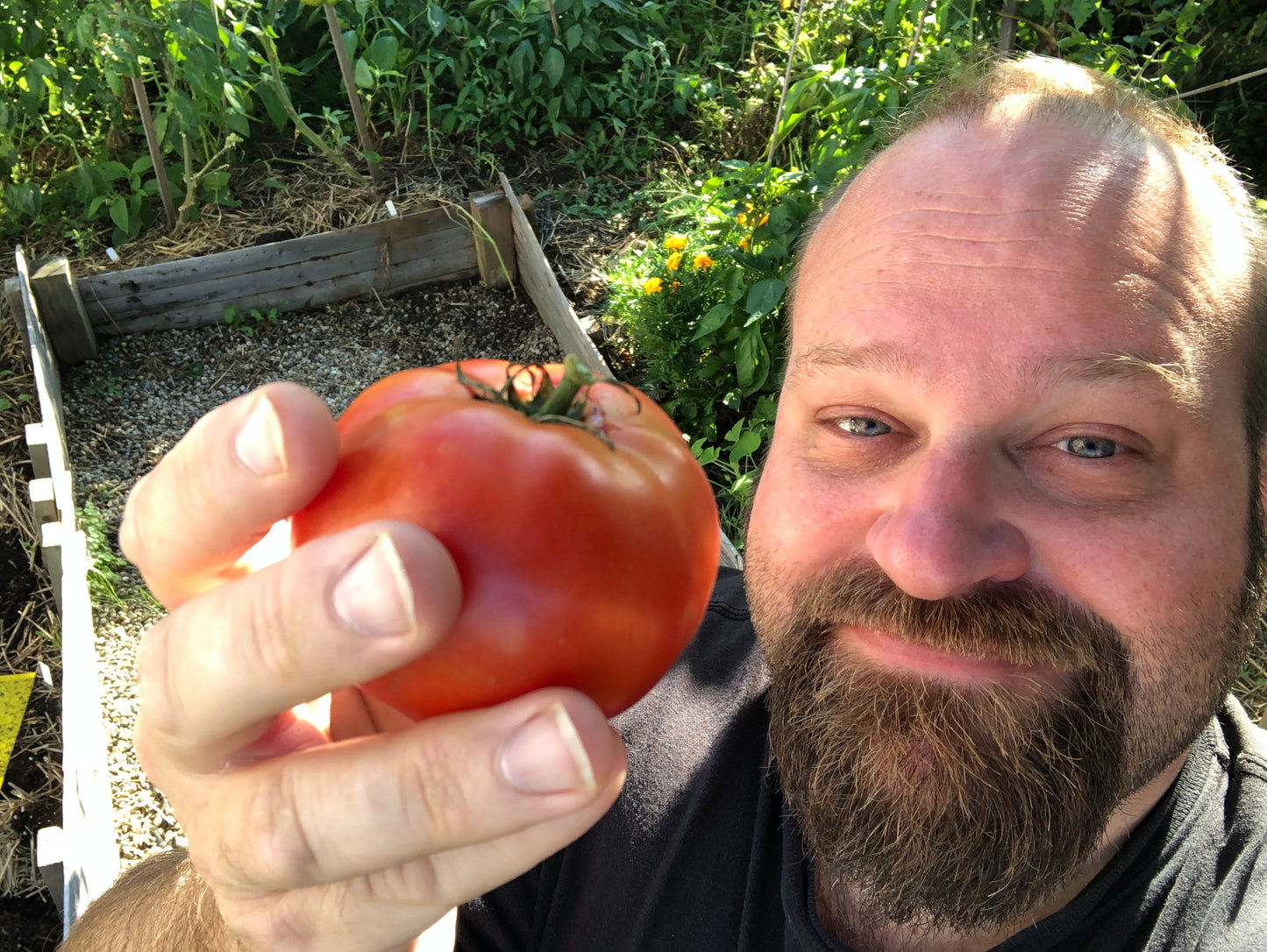 Legend Tomato