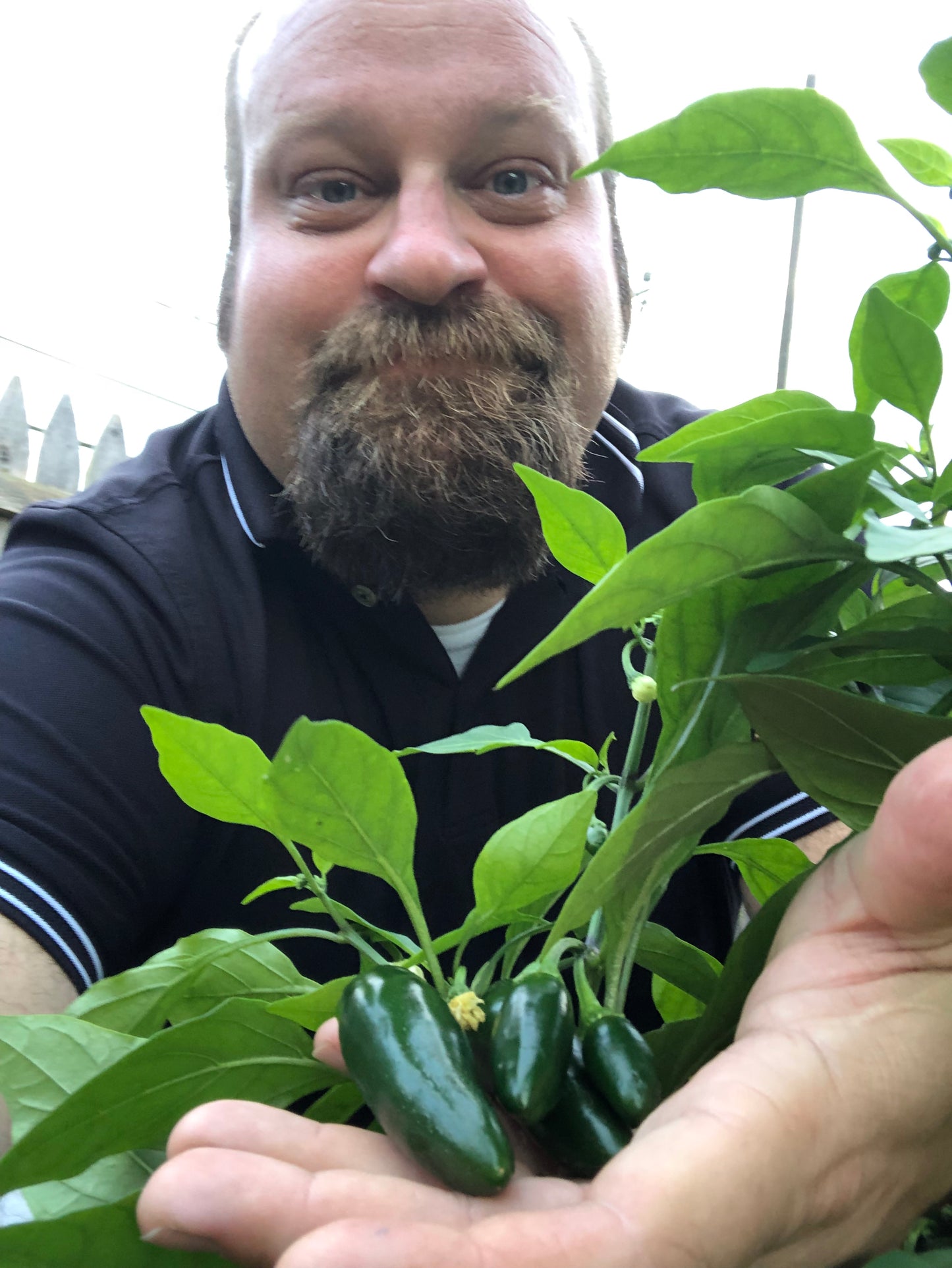 Early Jalapeño Hot Pepper (Mild Hot)