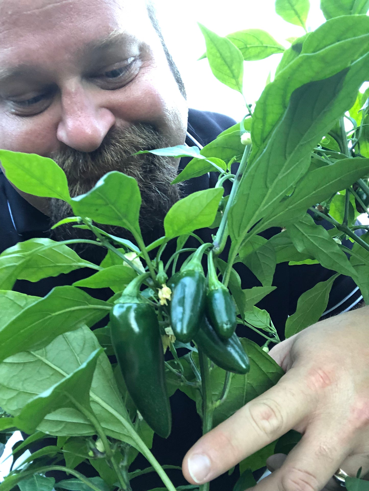Early Jalapeño Hot Pepper (Mild Hot)